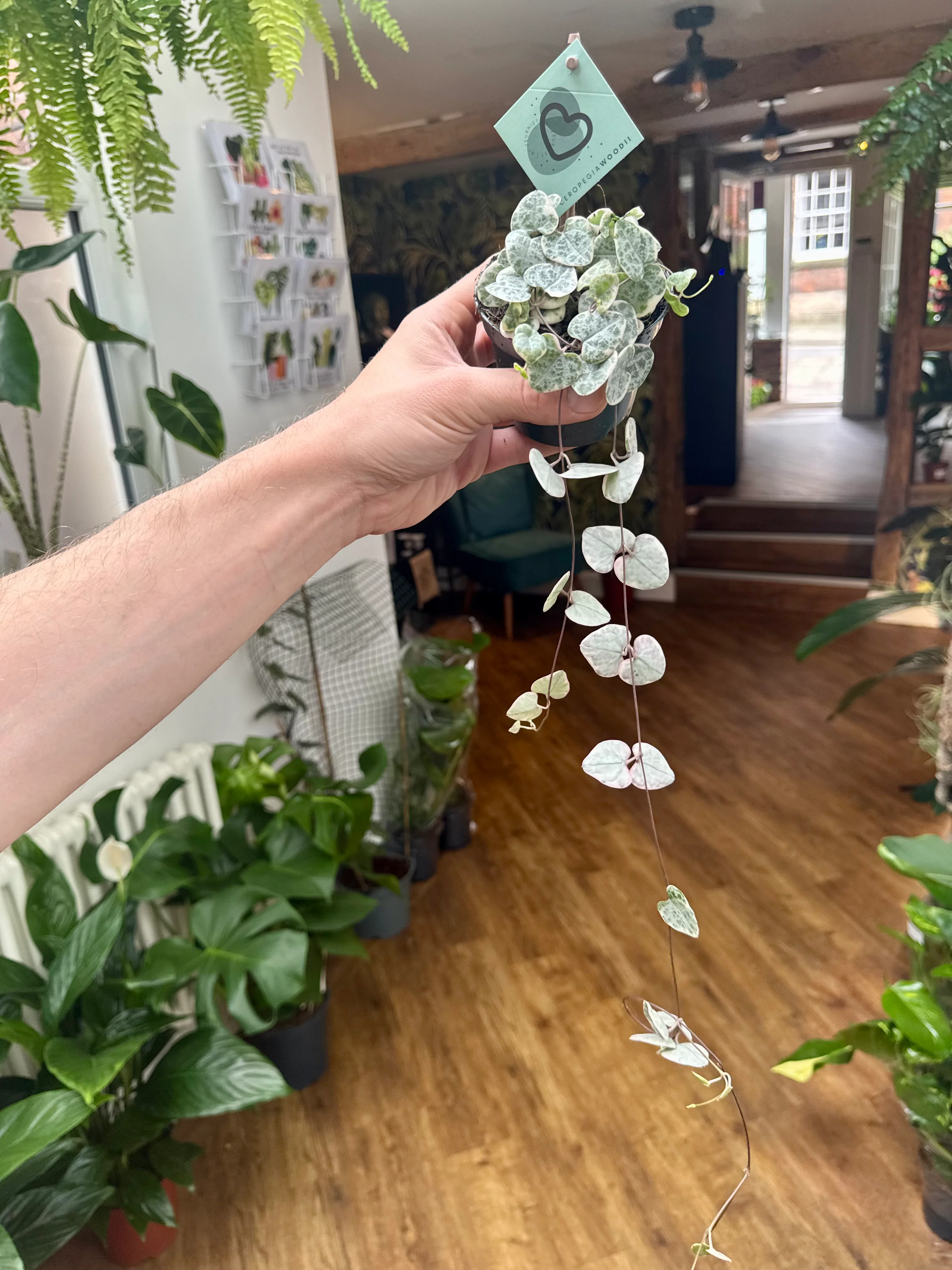 Ceropegia Woodii Variegata - Variegated String of Hearts