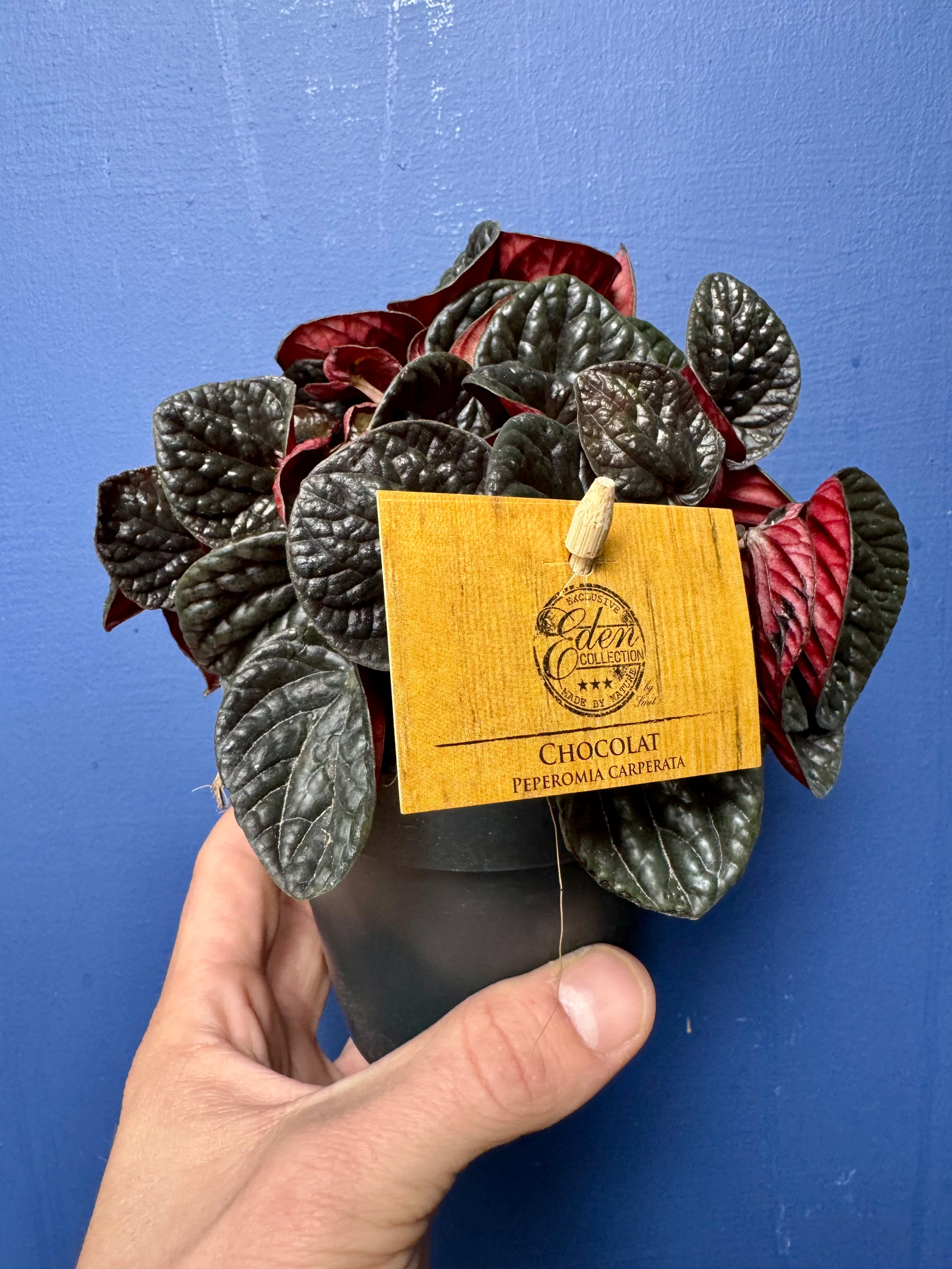 Peperomia Caperata Chocolat - Chocolate Ripple Plant