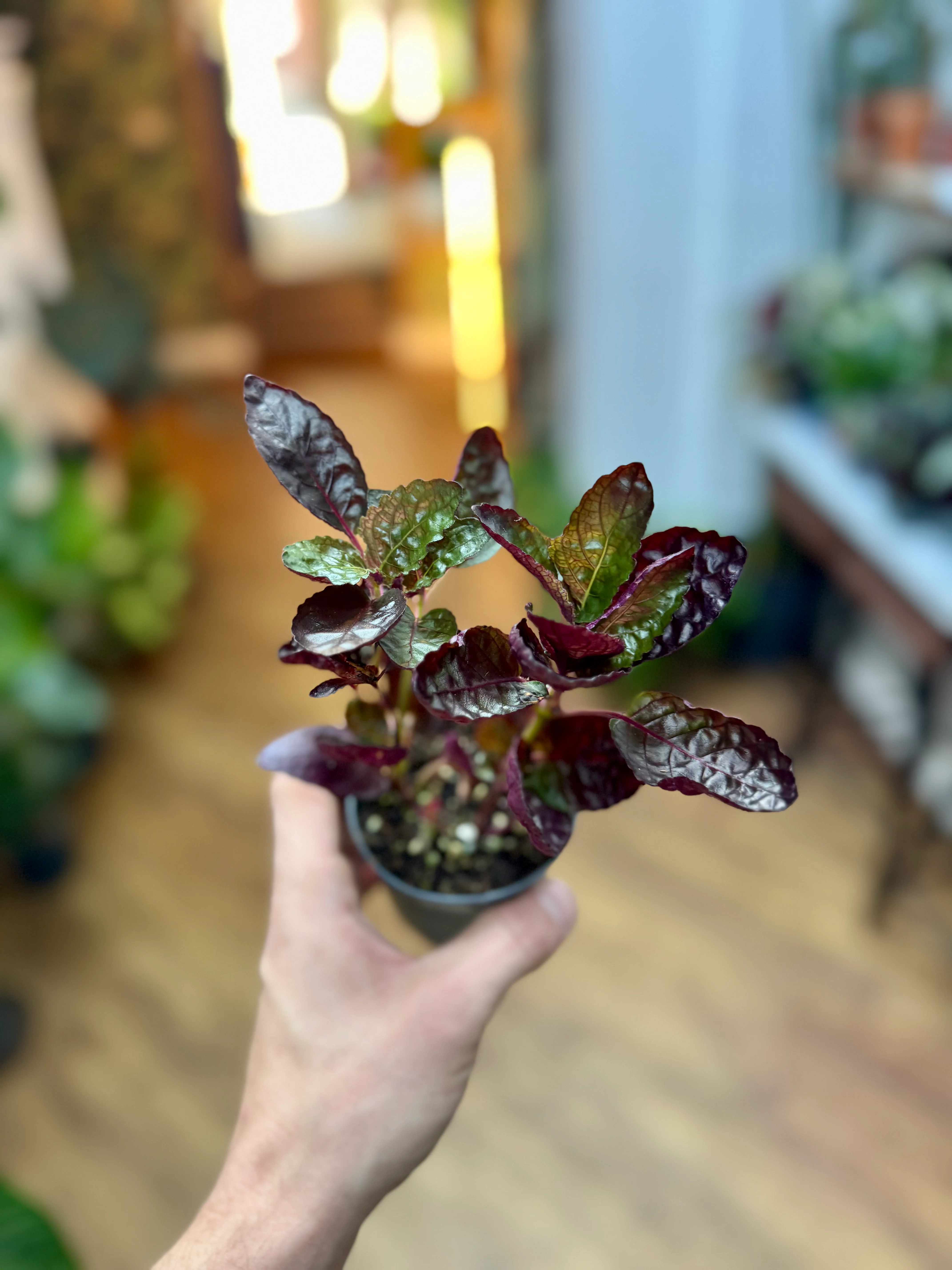 Hemigraphis - Crispy Red Flame