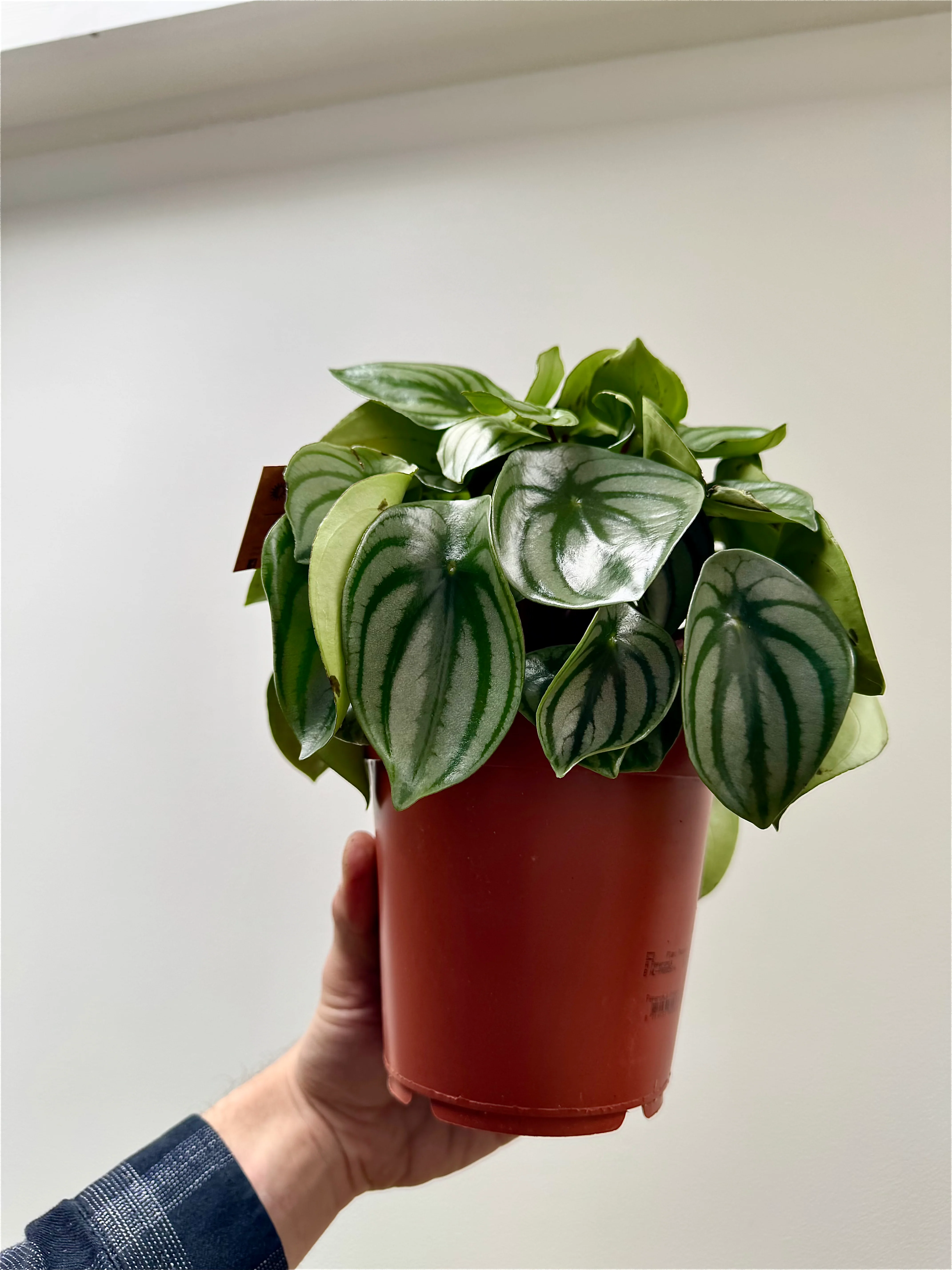 Peperomia Argyreia Watermelon Peperomia