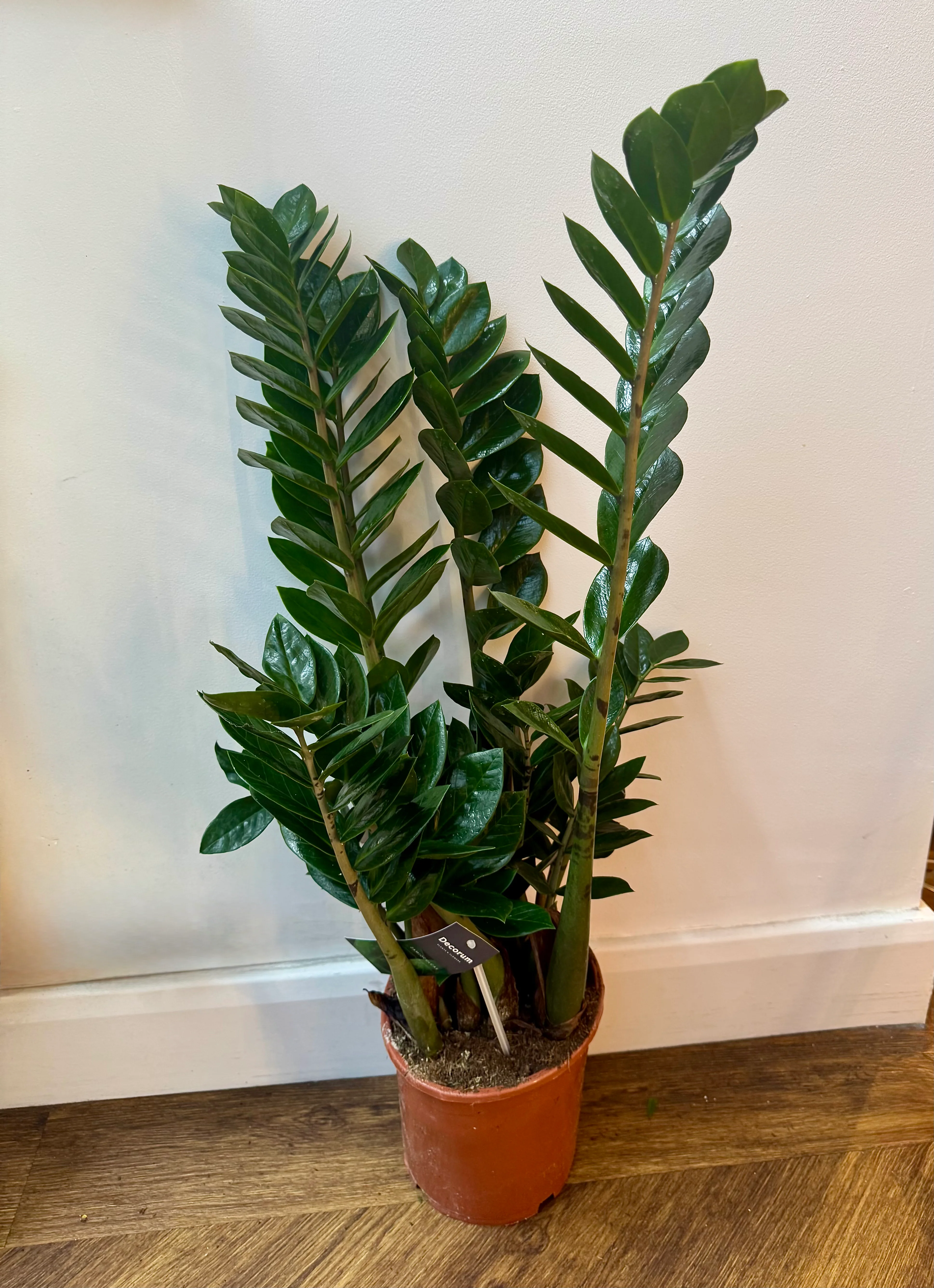 Zamioculcas Zammiifolia - ZZ Plant