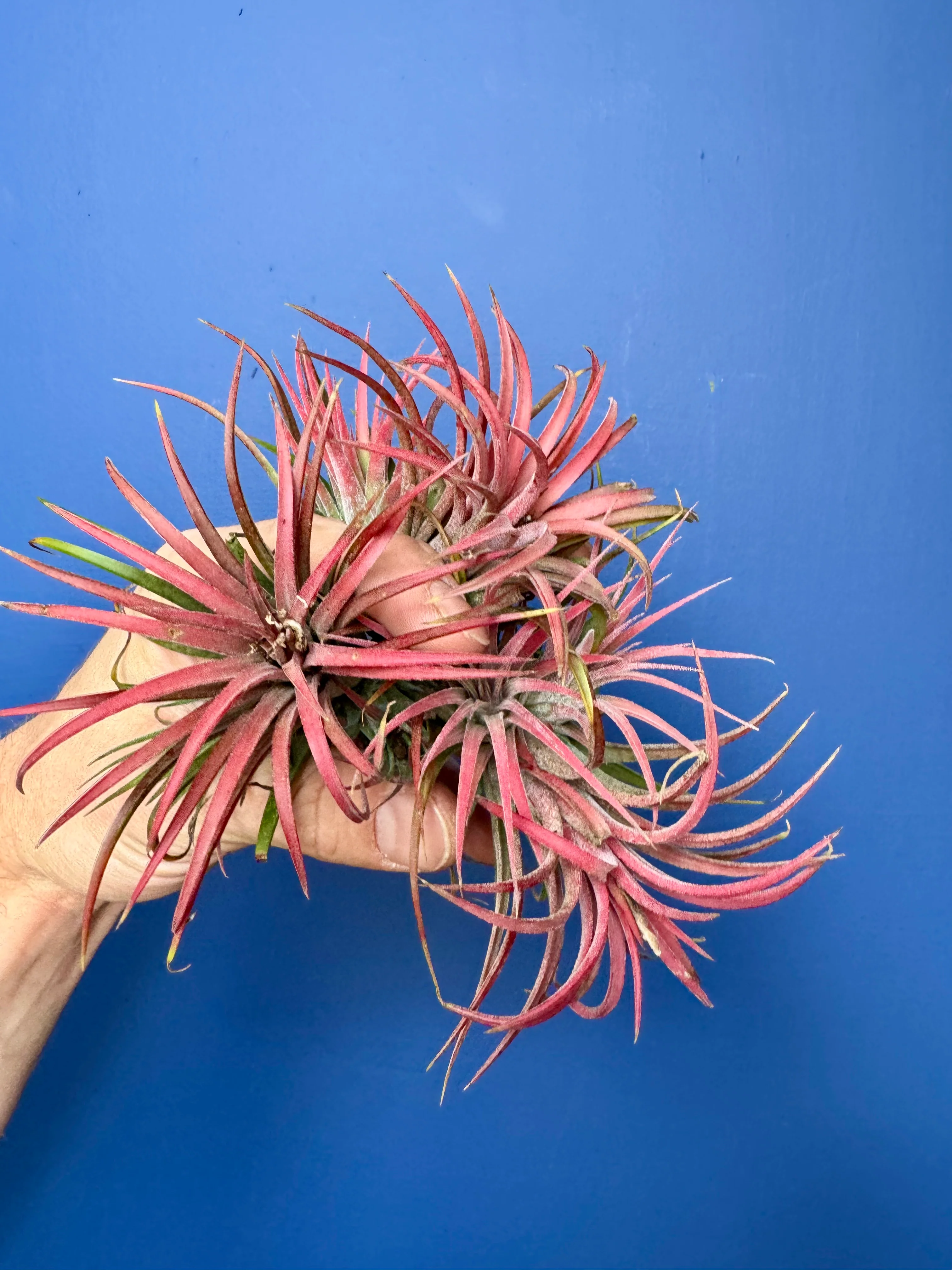 Tillandsia Ionantha Red - Red Air Plant