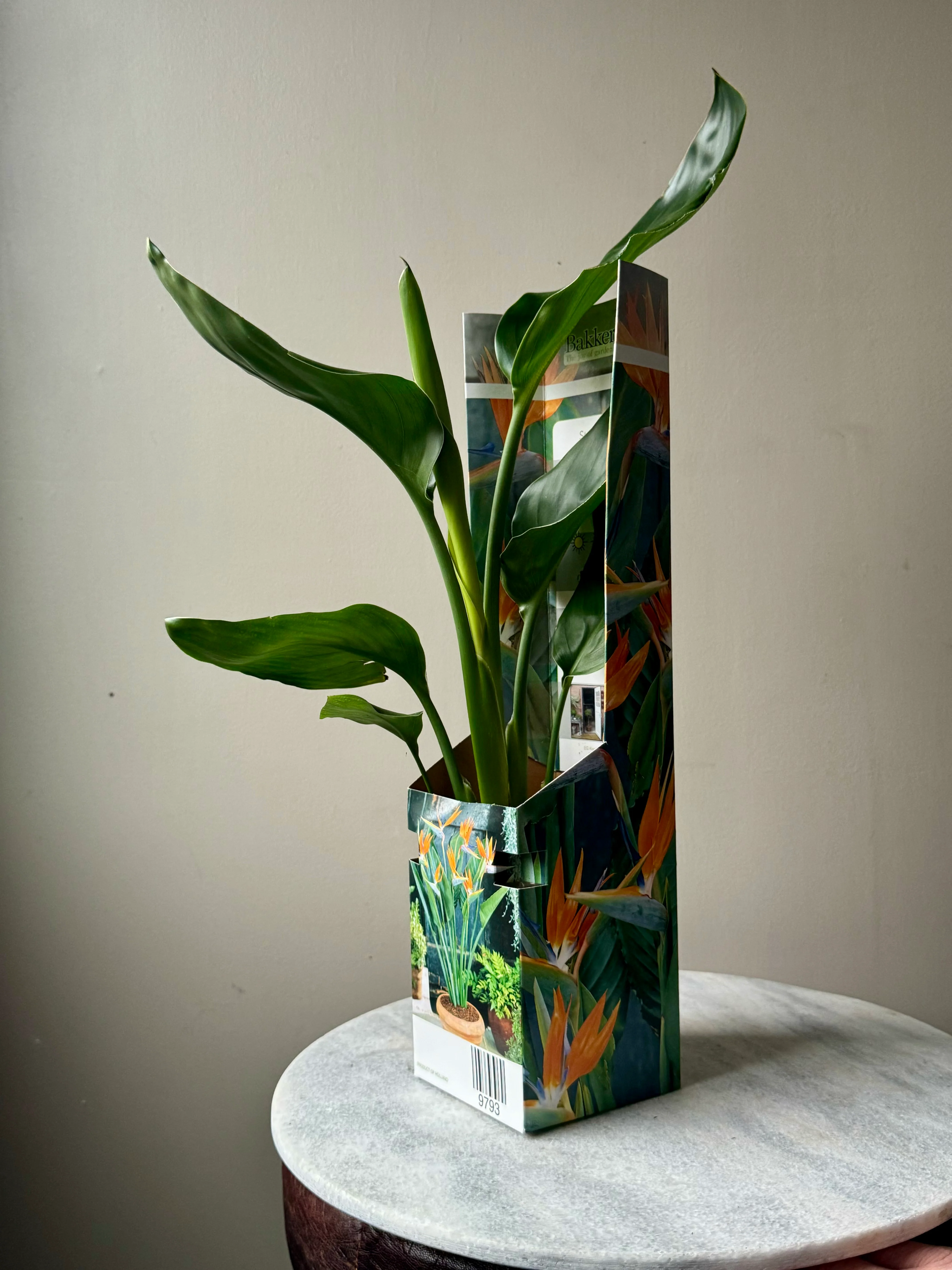 Strelitzia Reginae - Orange Bird of Paradise