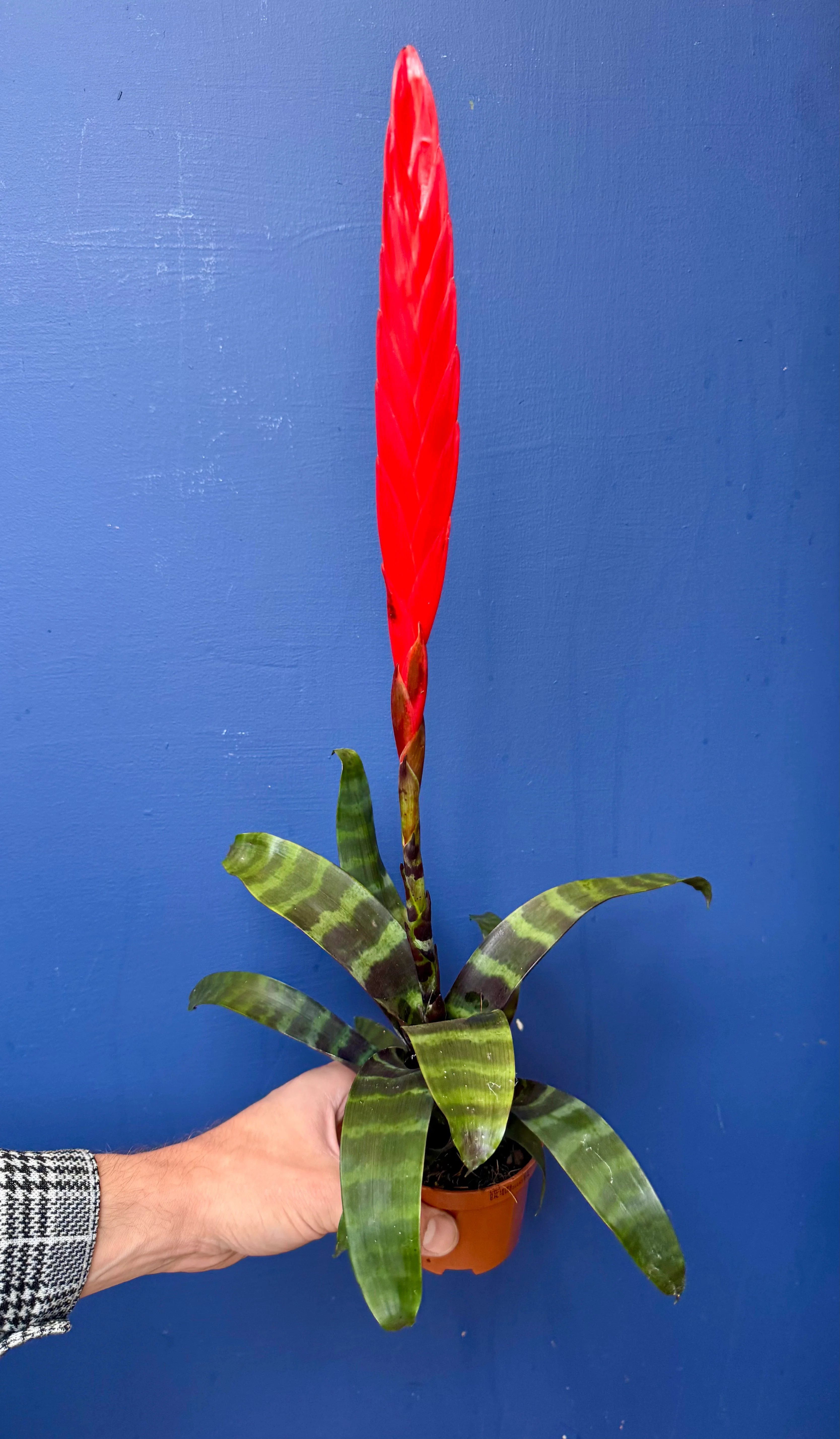 Vriesea Era - Bromeliad Flaming Sword