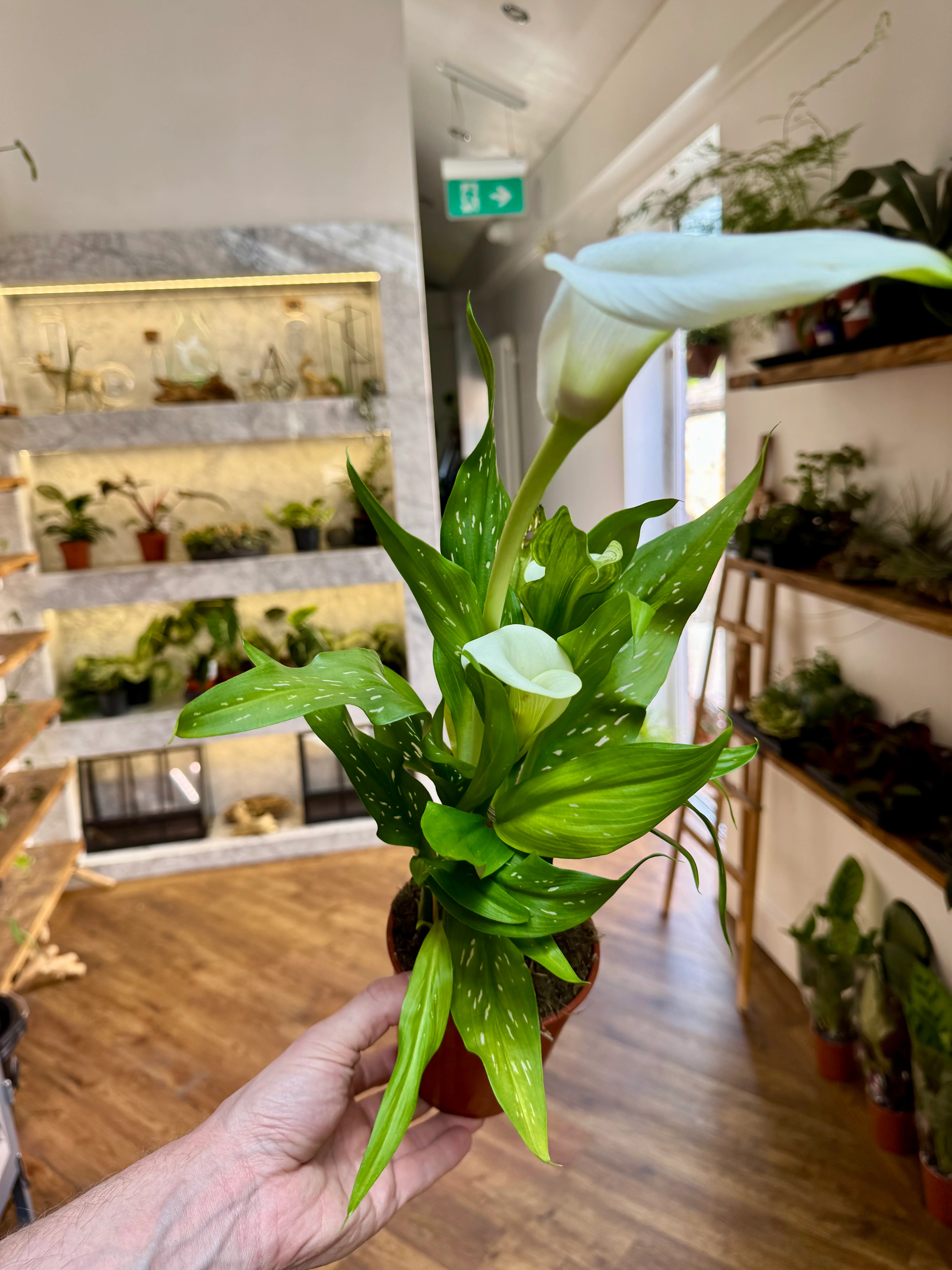 Zantedeschia - Calla Lily
