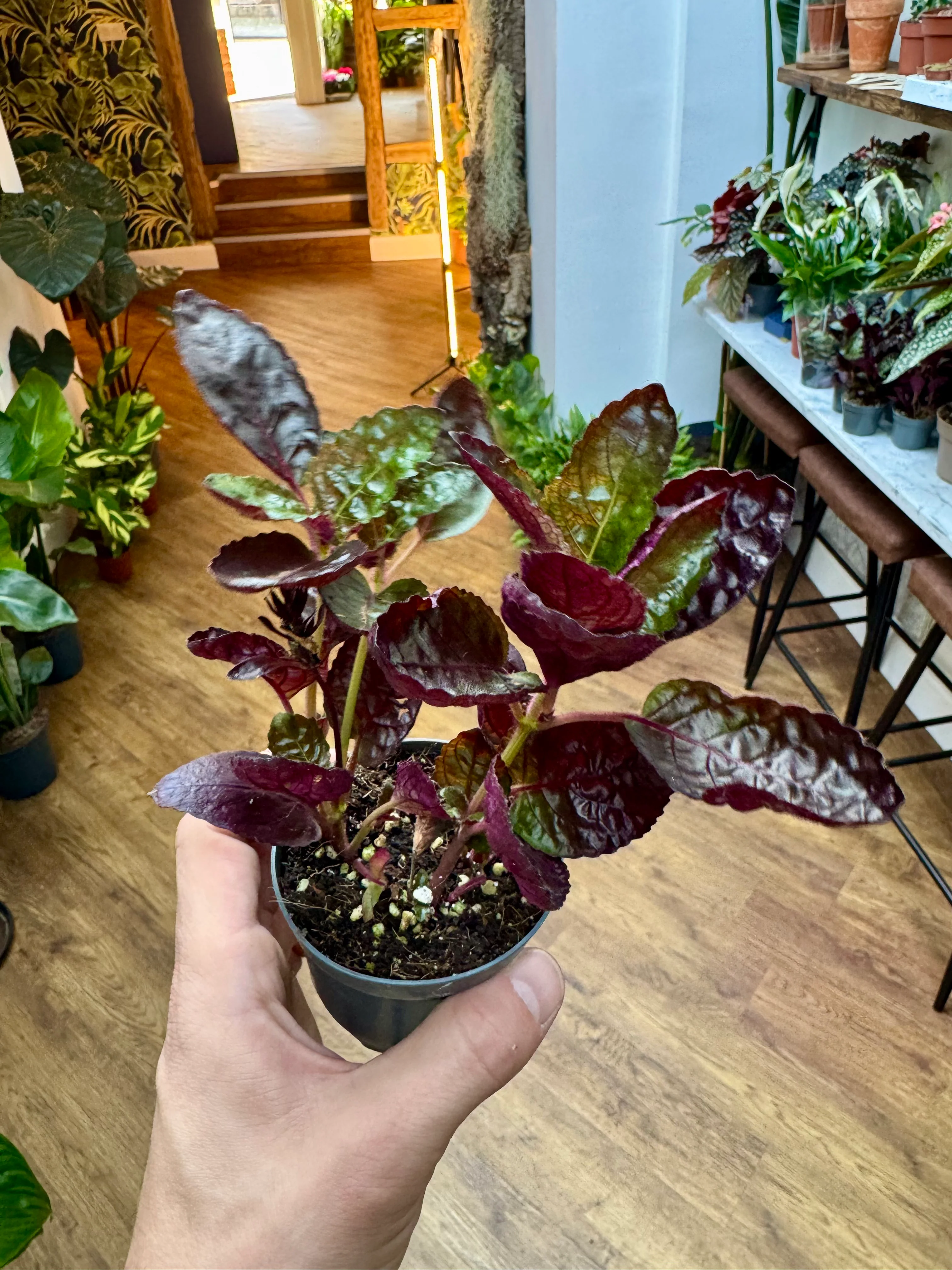 Hemigraphis - Crispy Red Flame