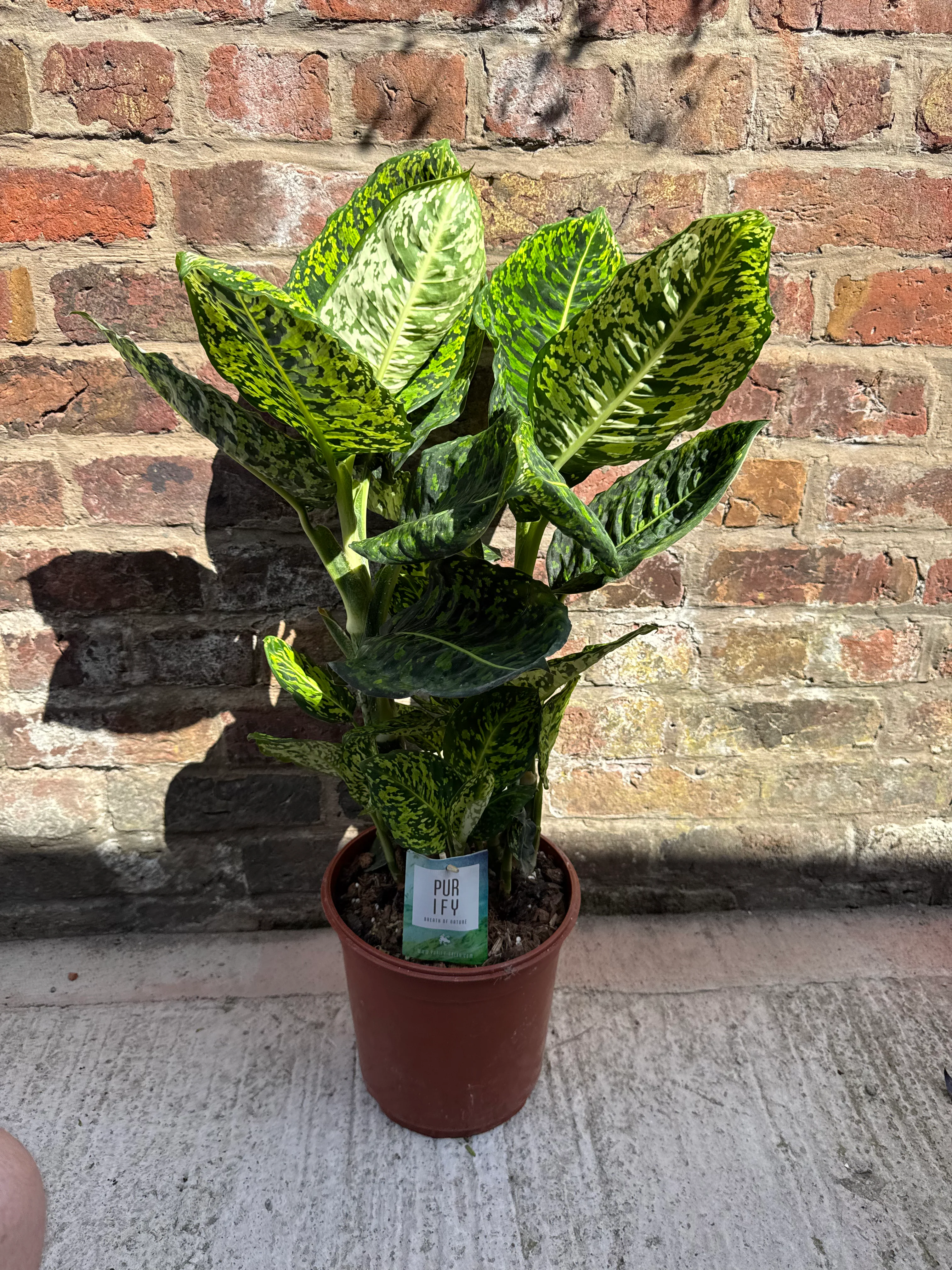 Dieffenbachia Reflector - Dumb Cane Plant