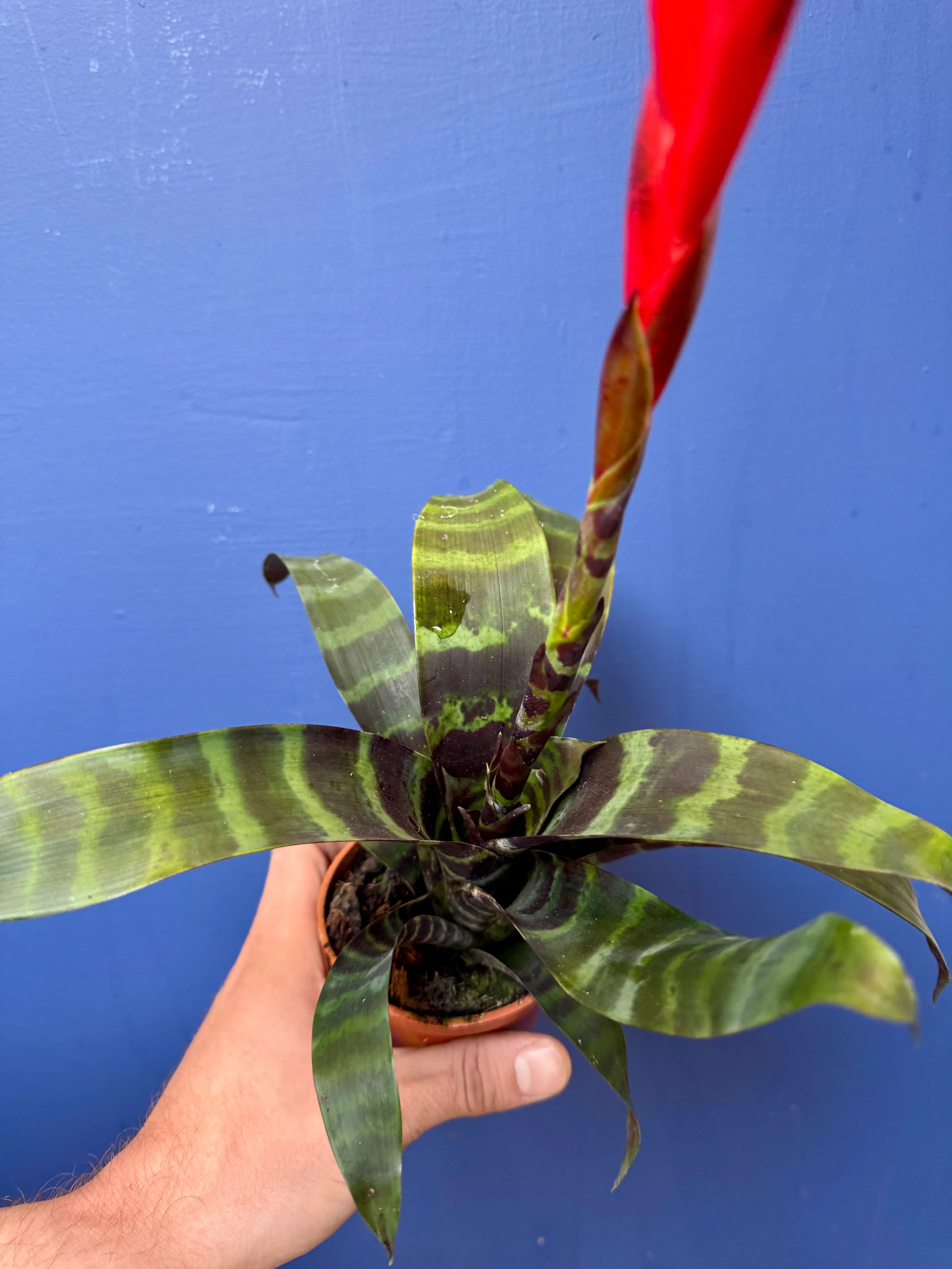 Vriesea Era - Bromeliad Flaming Sword