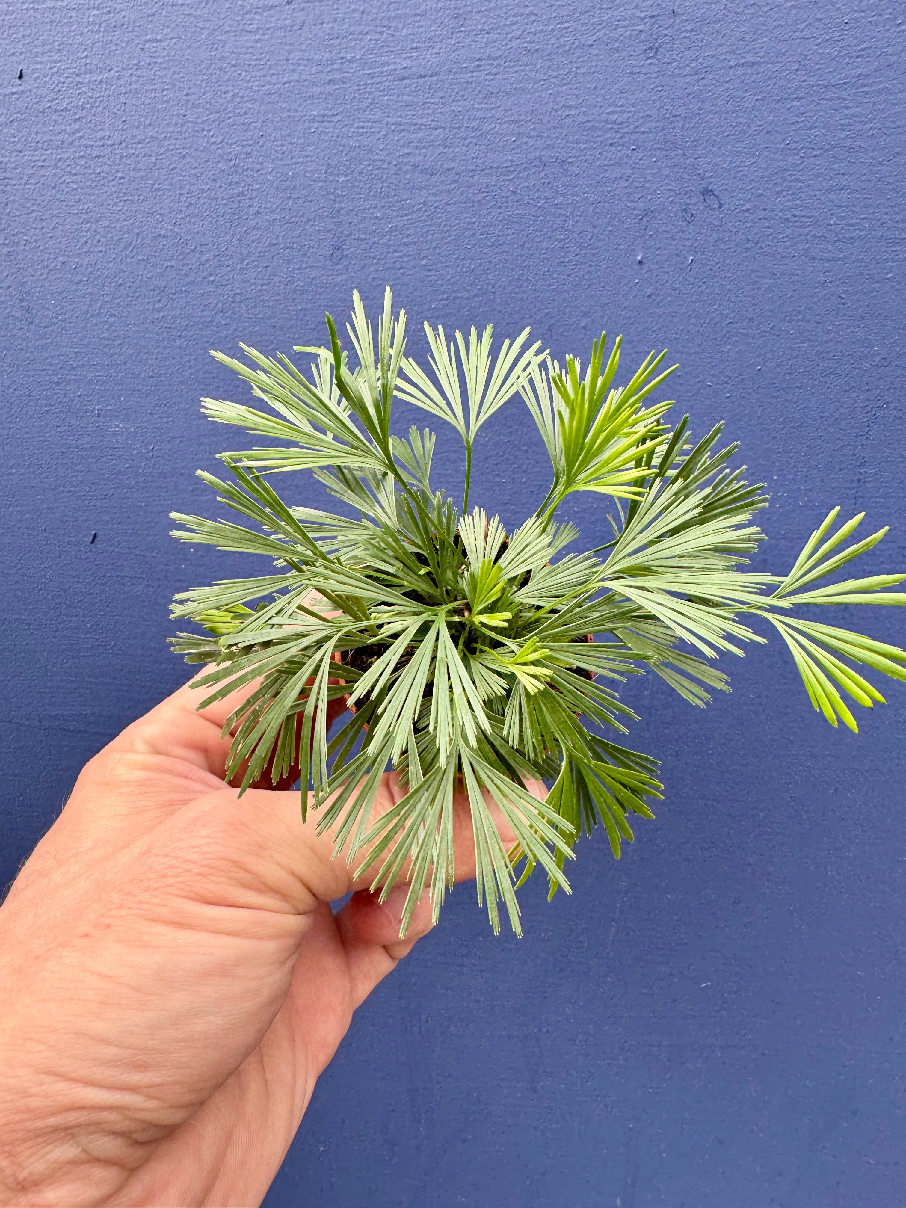 Actiniopteris Australis - Eyelash Fern