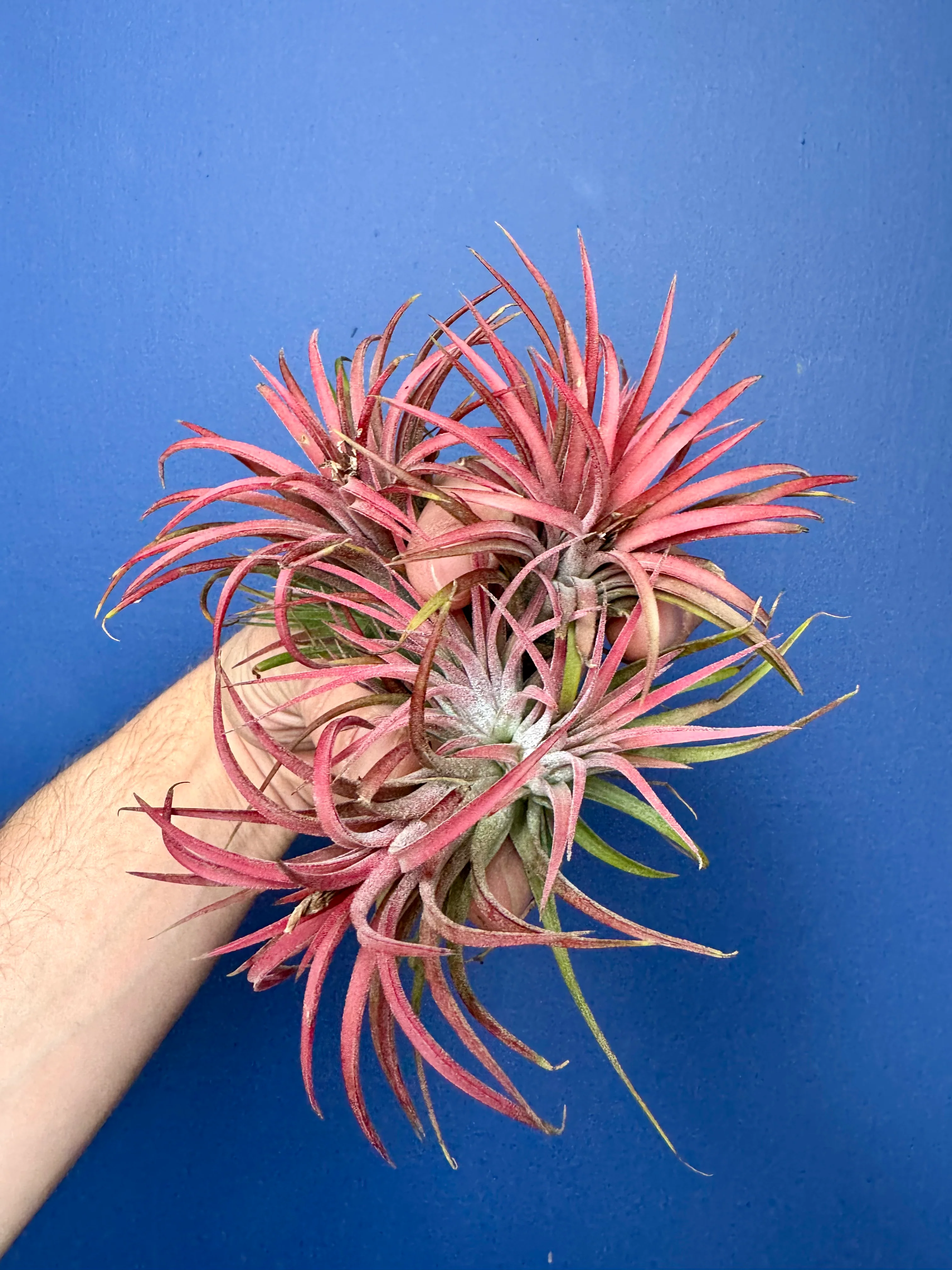 Tillandsia Ionantha Red - Red Air Plant