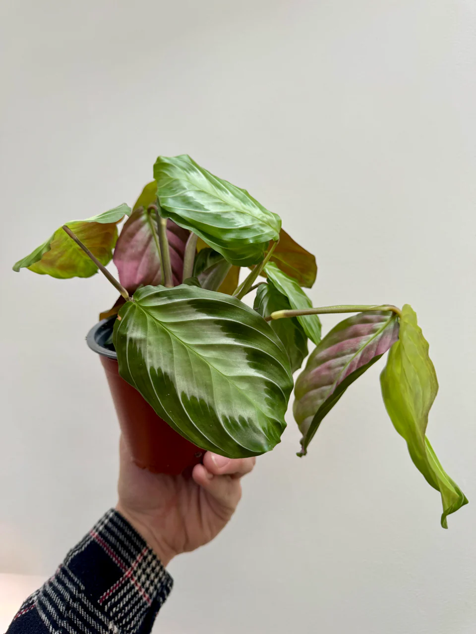 Maranta Leuconeura 'Silver Band' Prayer Plant