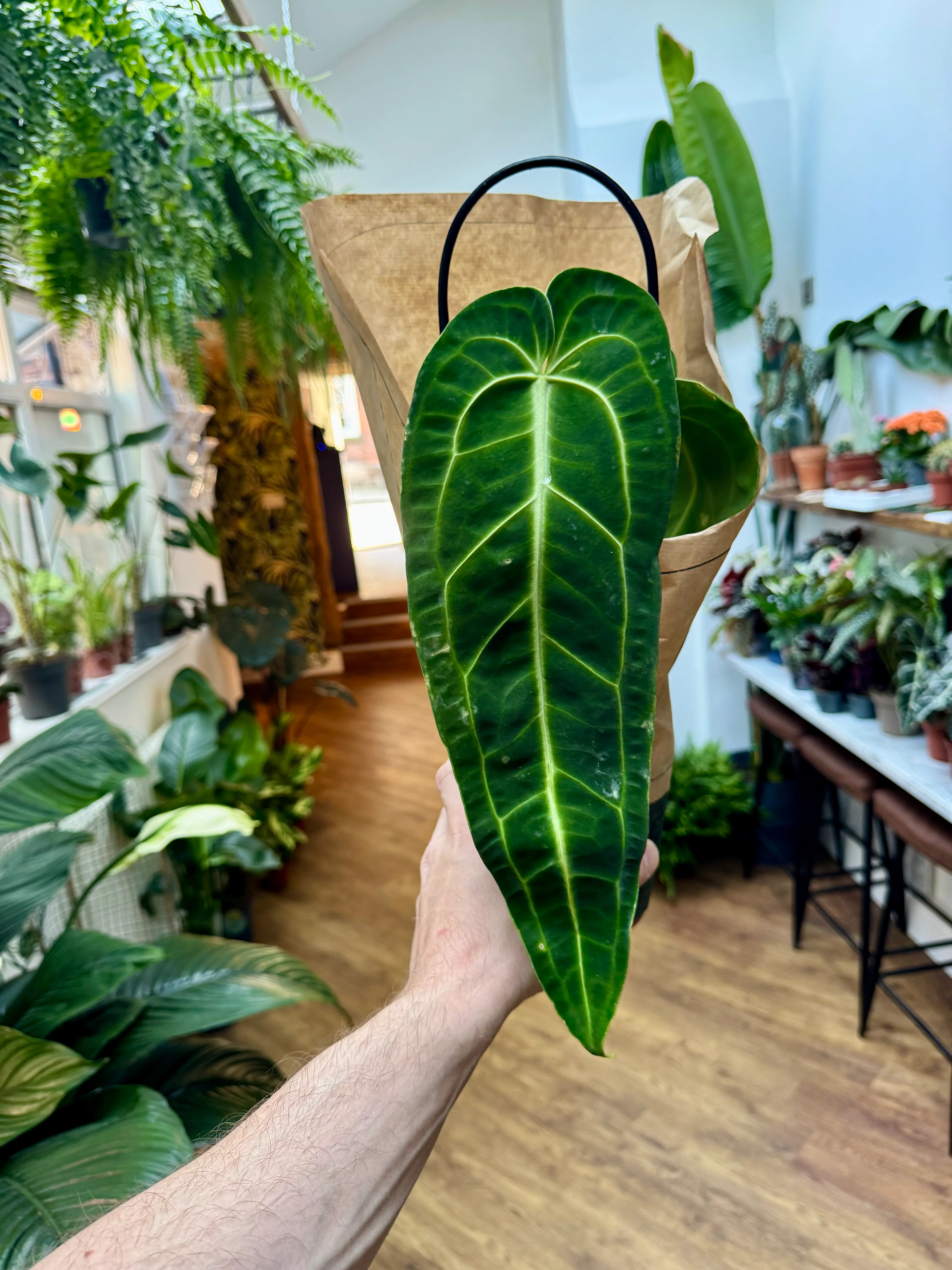 Anthurium Warocqueanum - Queen Anthurium