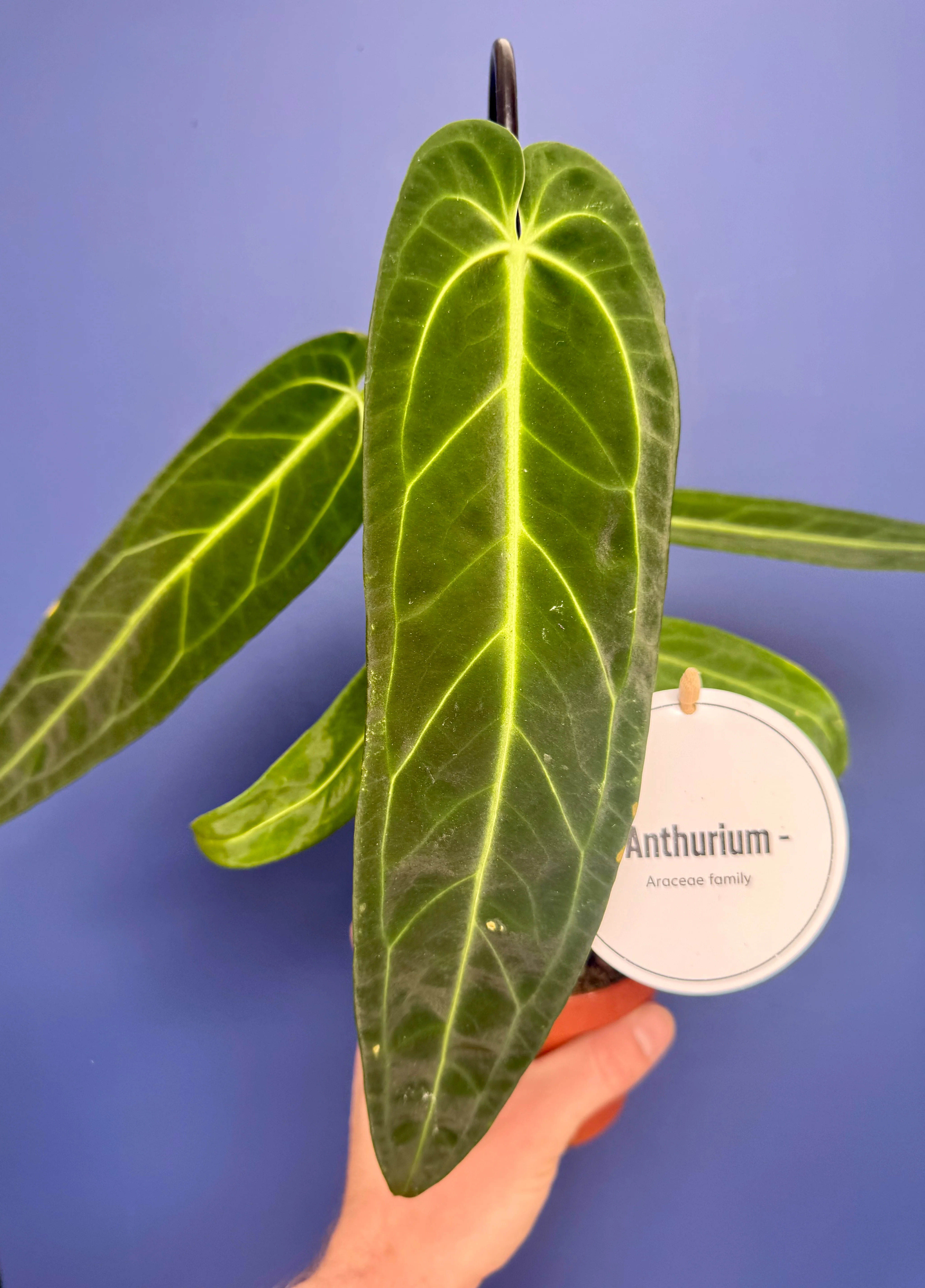 Anthurium Warocqueanum - Queen Anthurium