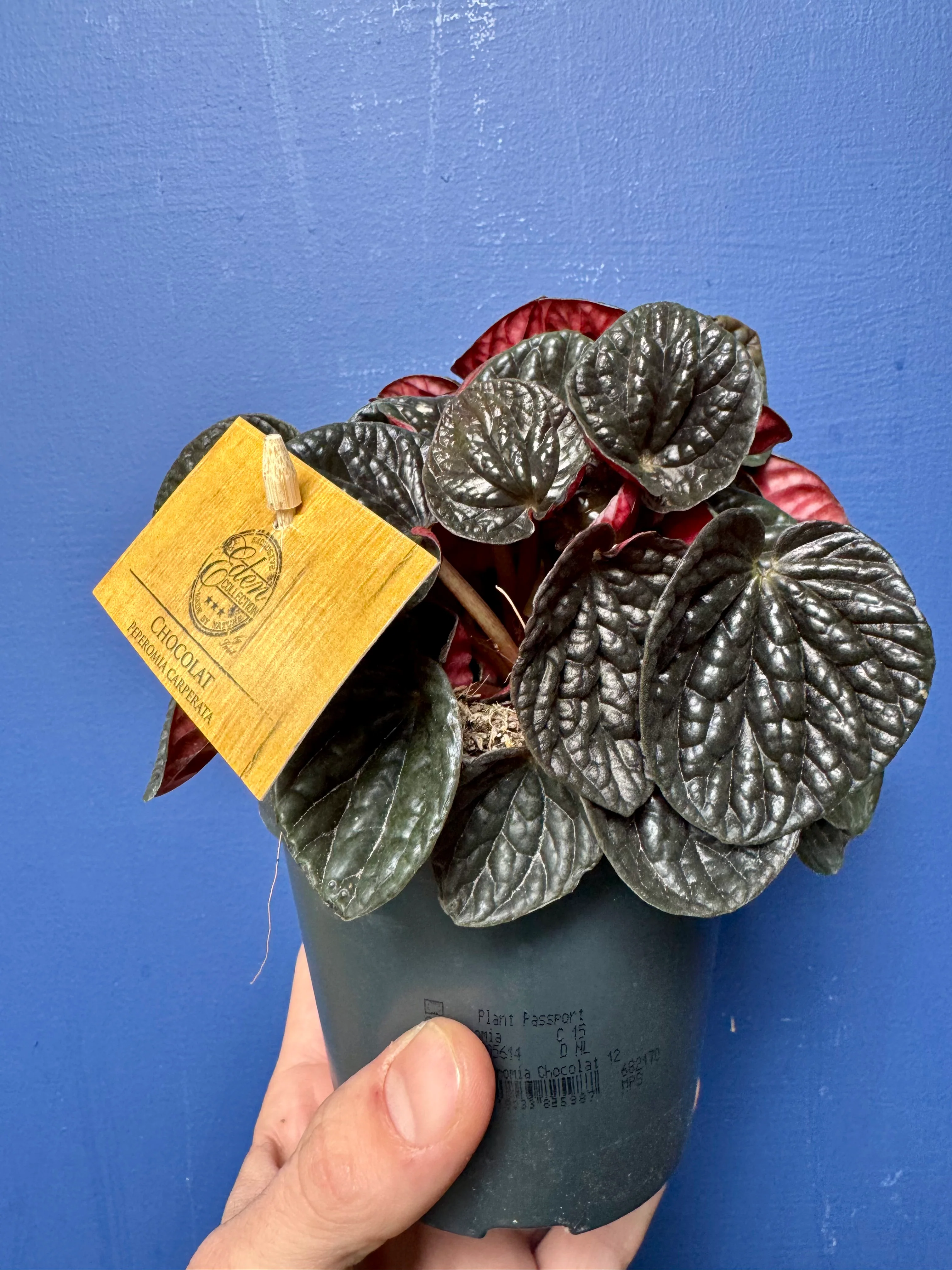 Peperomia Caperata Chocolat - Chocolate Ripple Plant