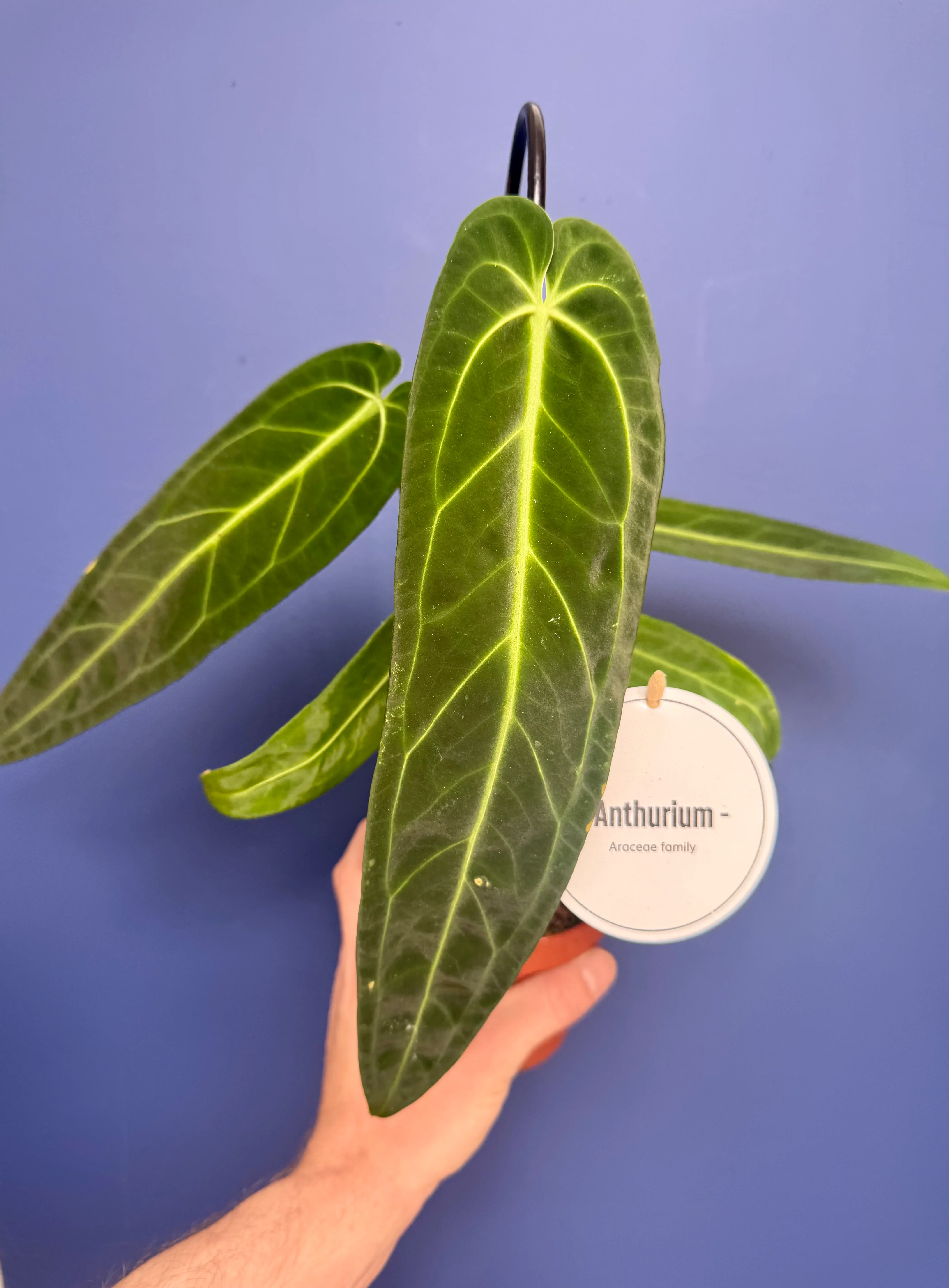 Anthurium Warocqueanum - Queen Anthurium