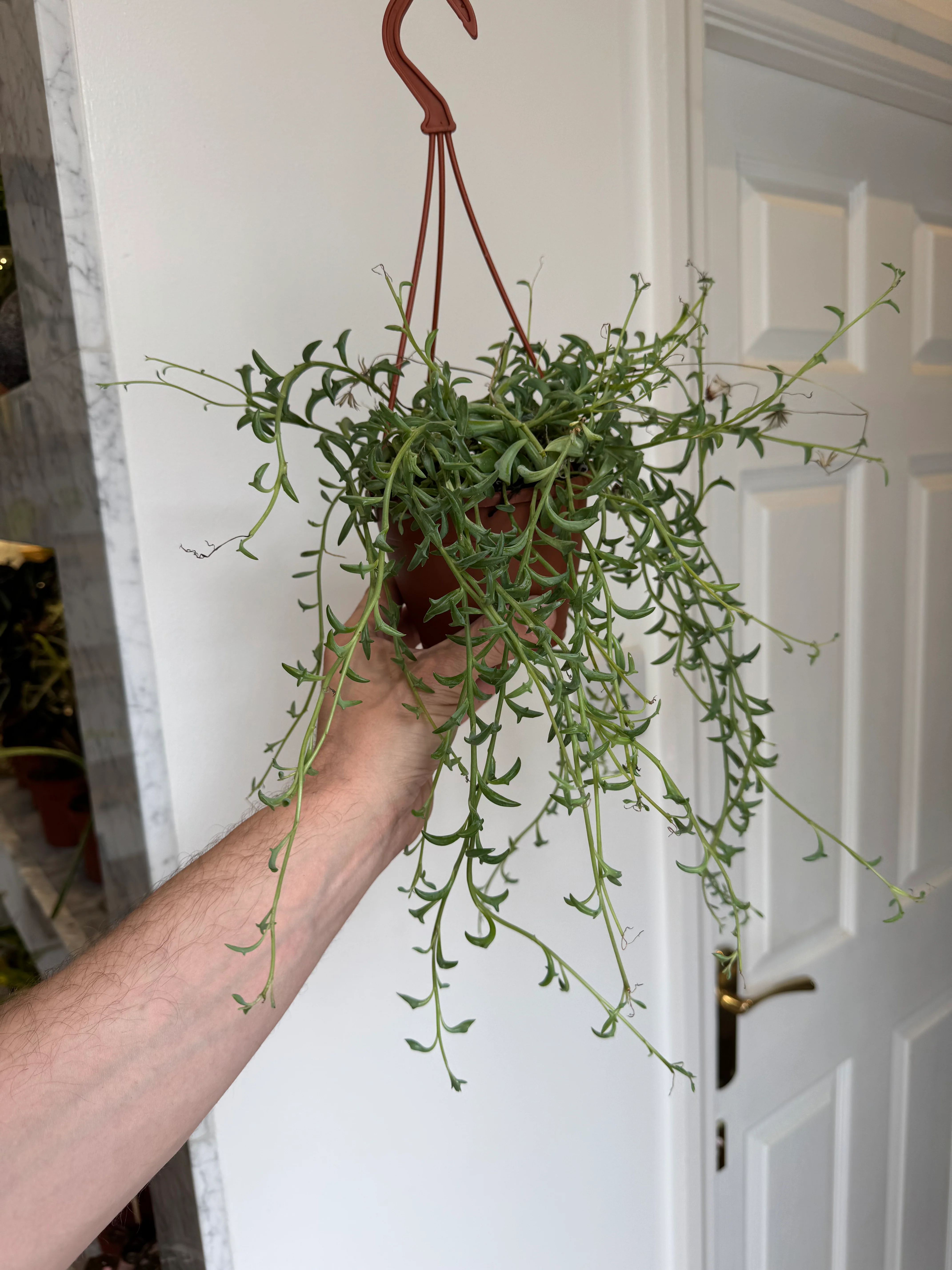 Senecio/Curio Peregrinus - String of Dolphins