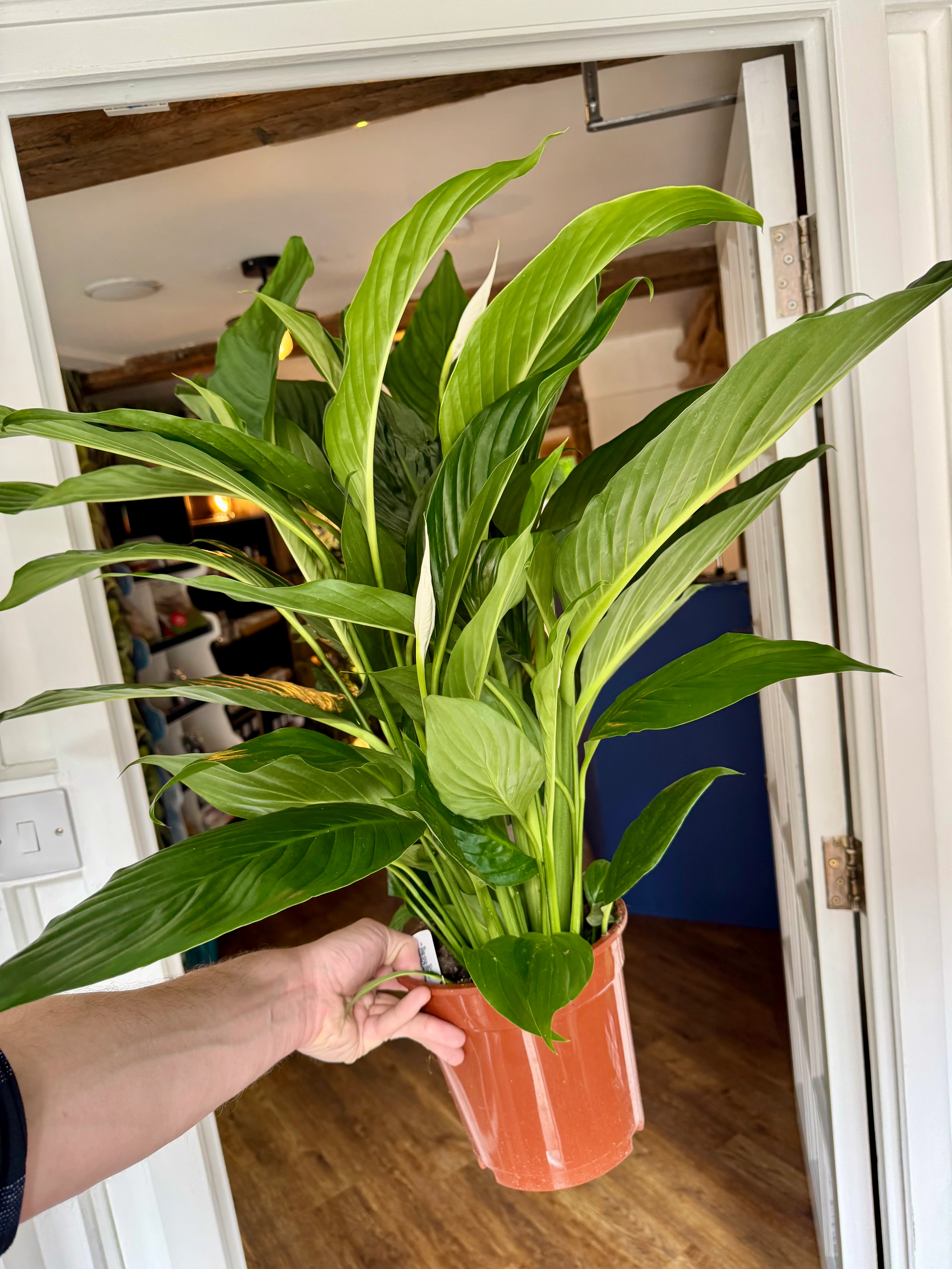 Spathiphyllum Sweet Lauretta - Peace Lily