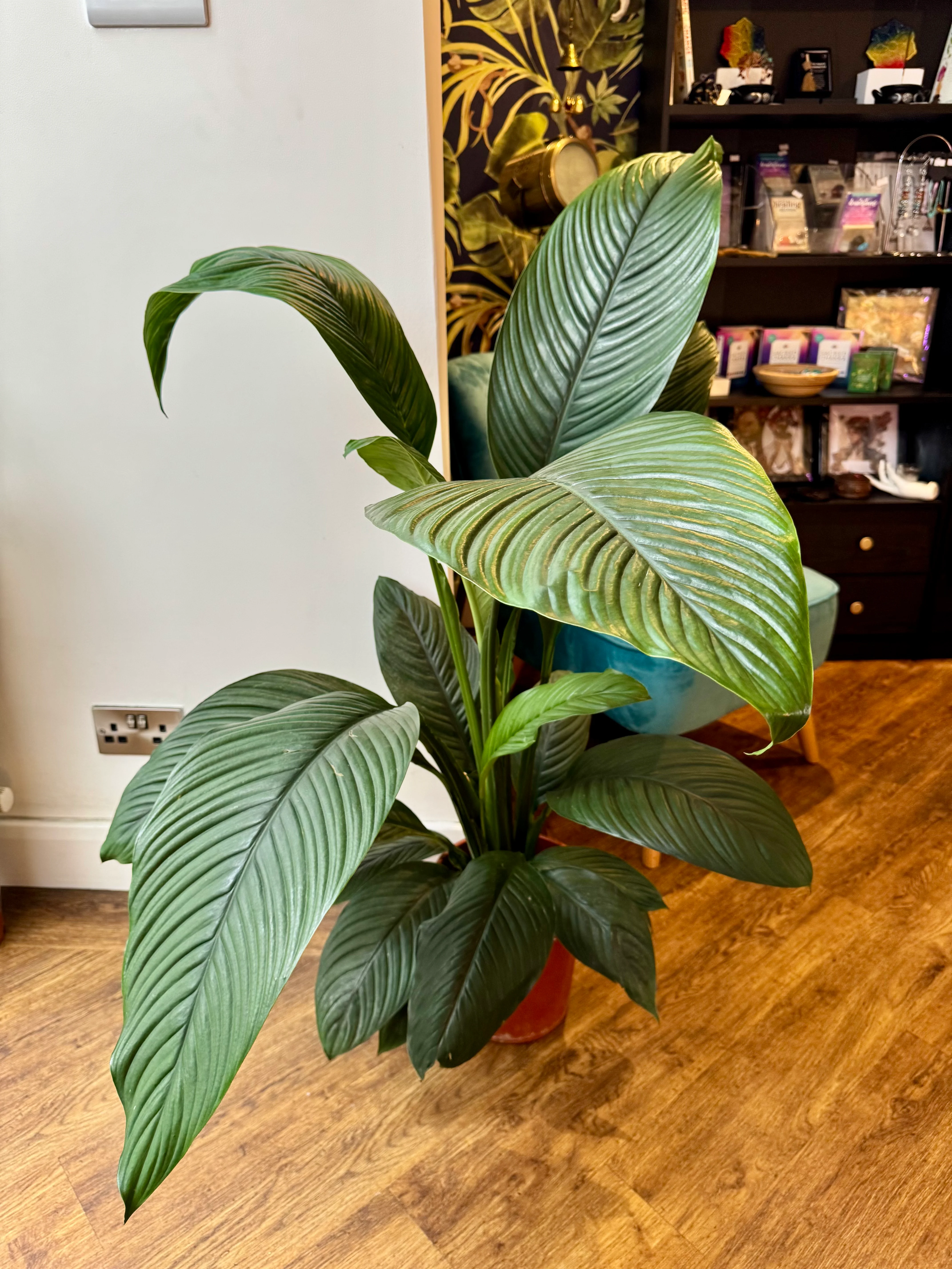 Spathiphyllum Sensation - Giant Peace Lily