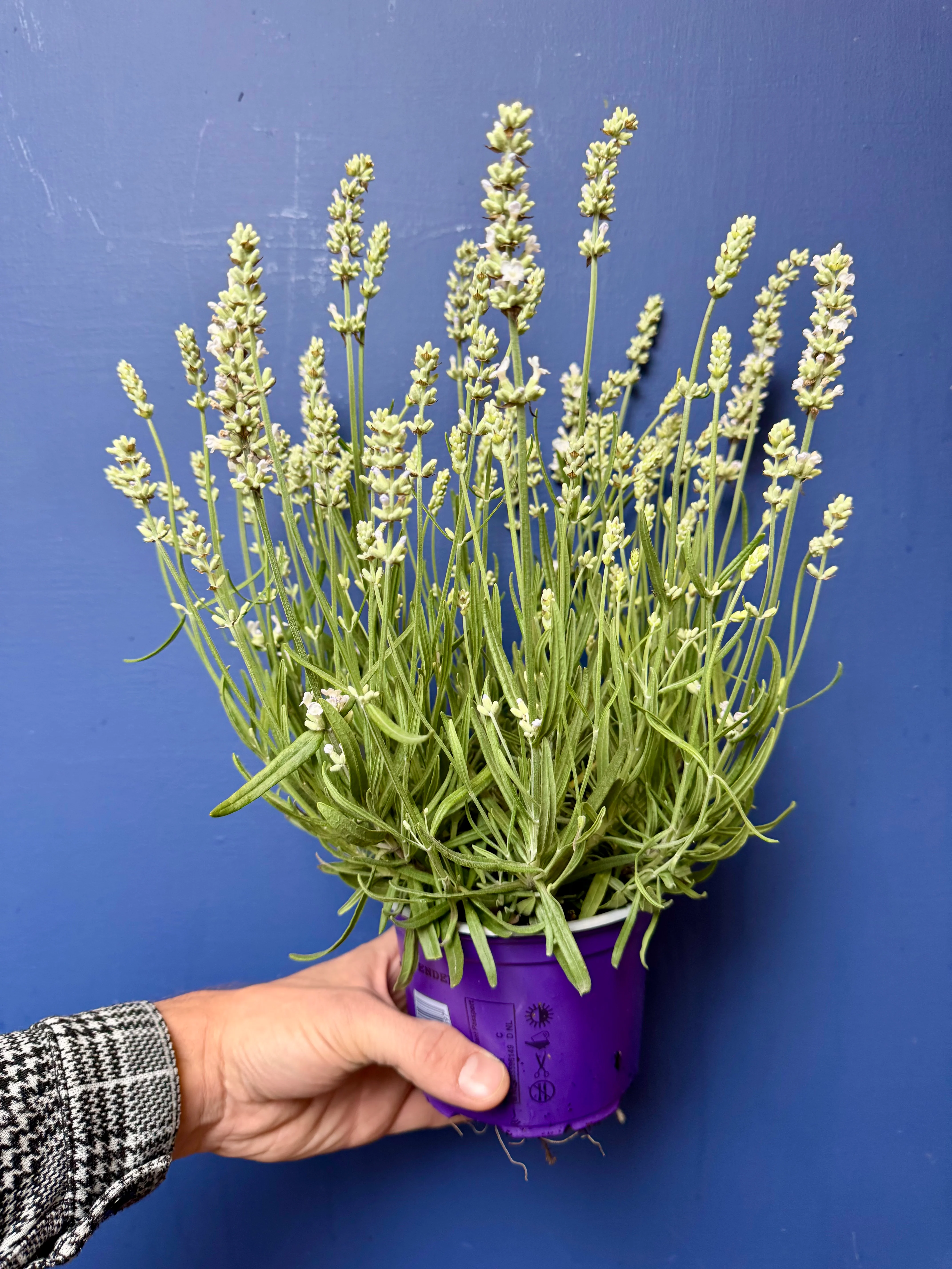 Lavandula angustifolia ‘Ellagance Ice�?- White English Lavender