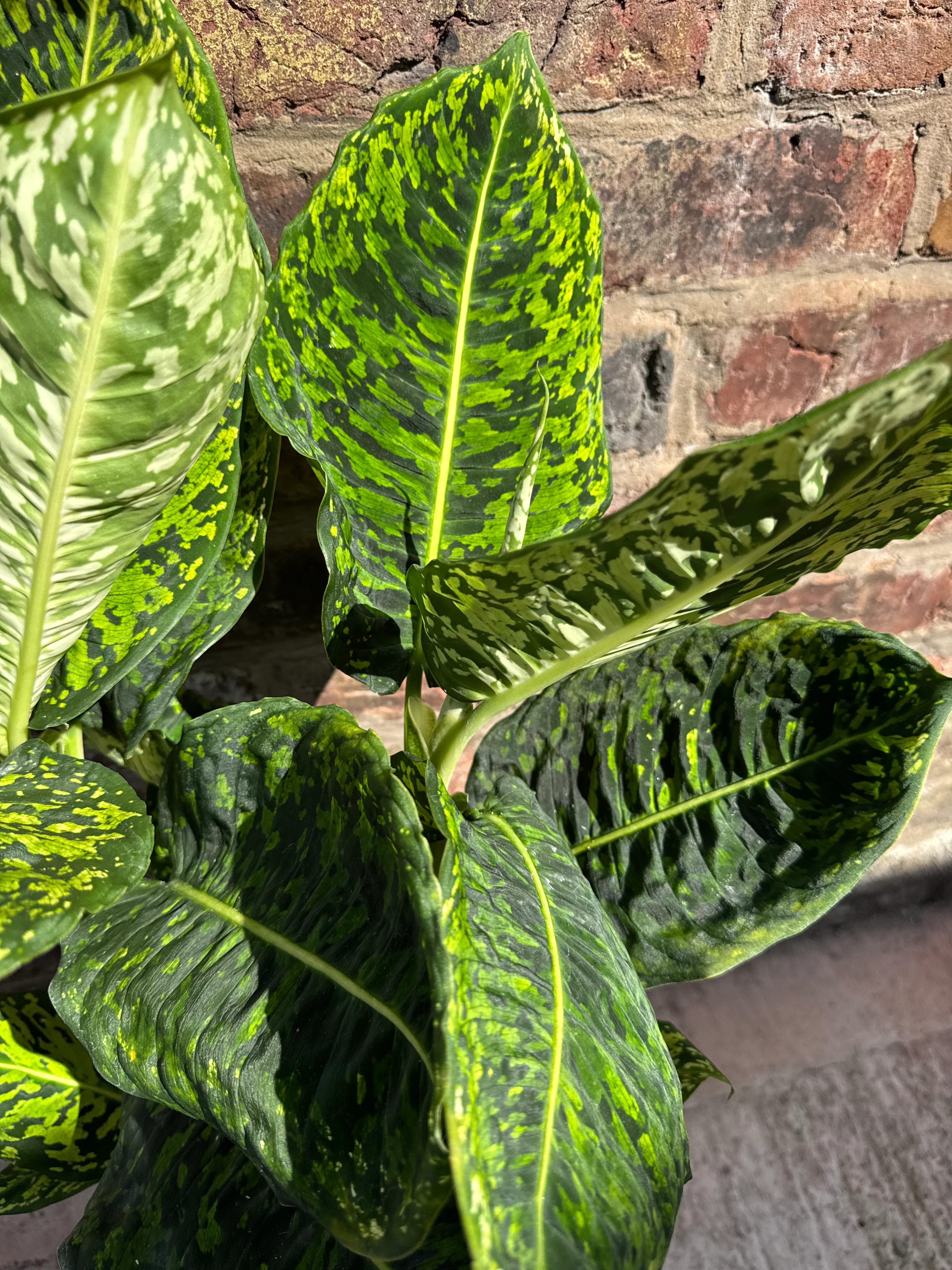 Dieffenbachia Reflector - Dumb Cane Plant