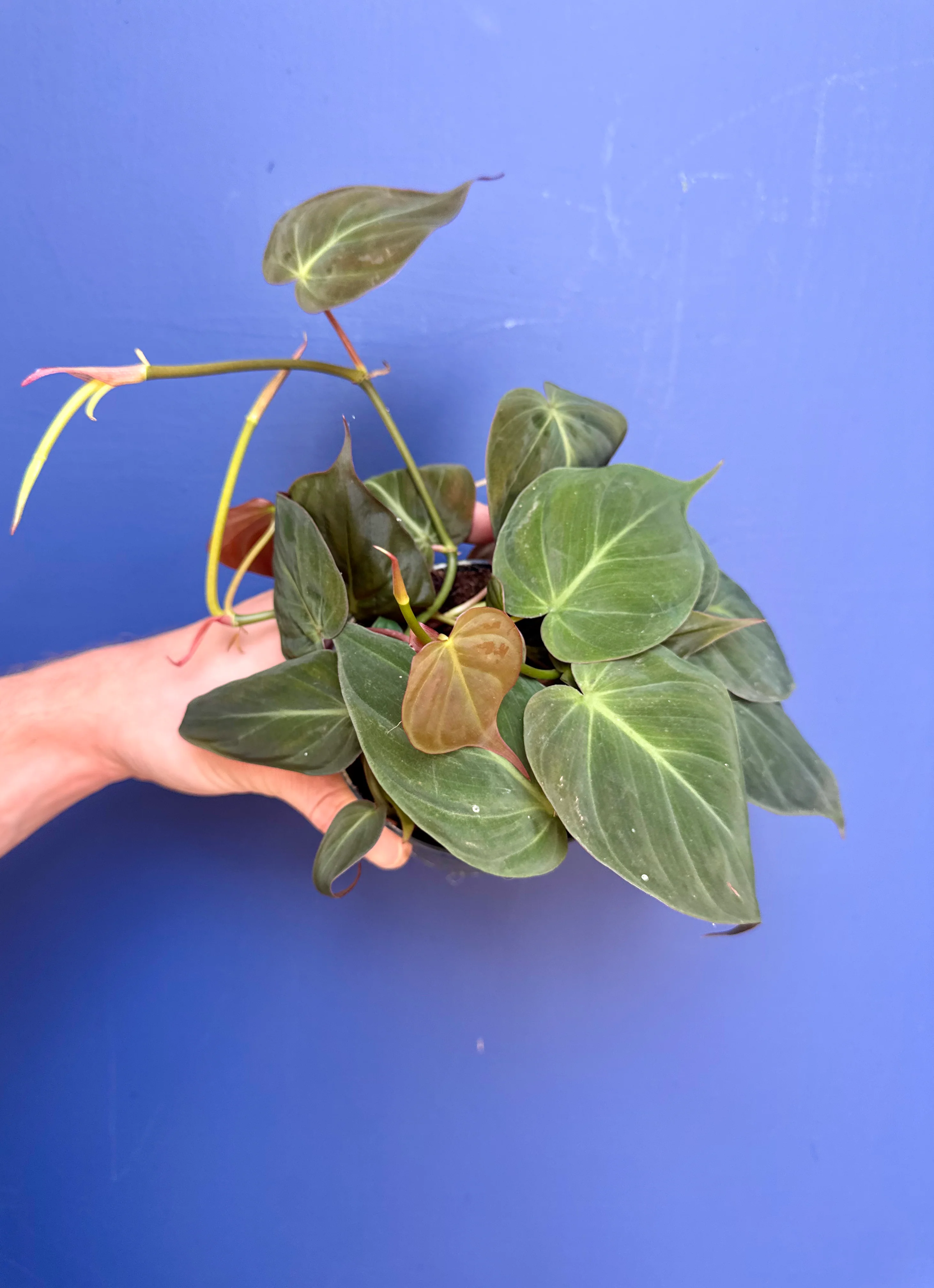 Philodendron Micans - Velvet Leaf Philodendron