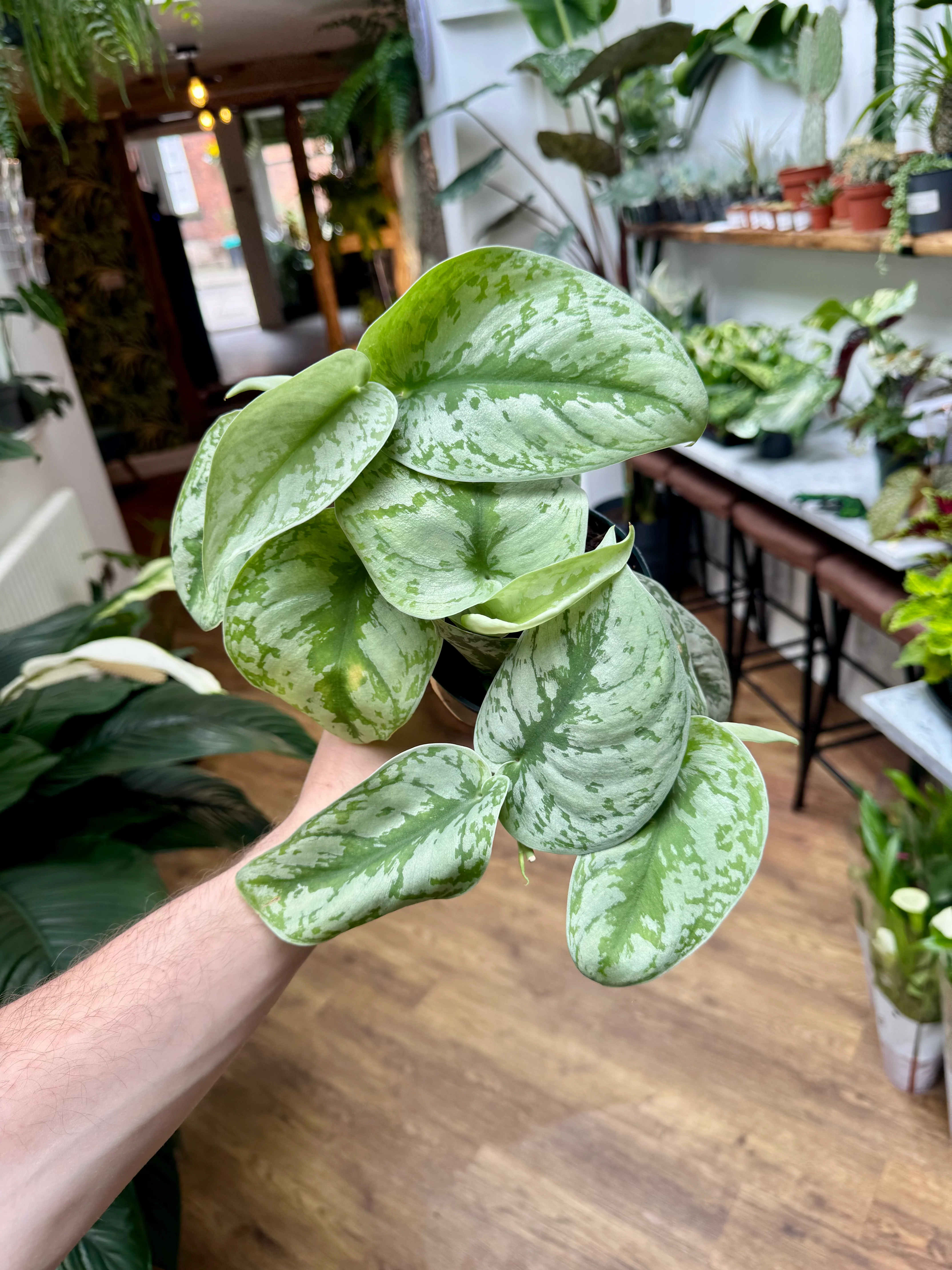 Scindapsus Pictus Trebie - Satin/Silver Pothos