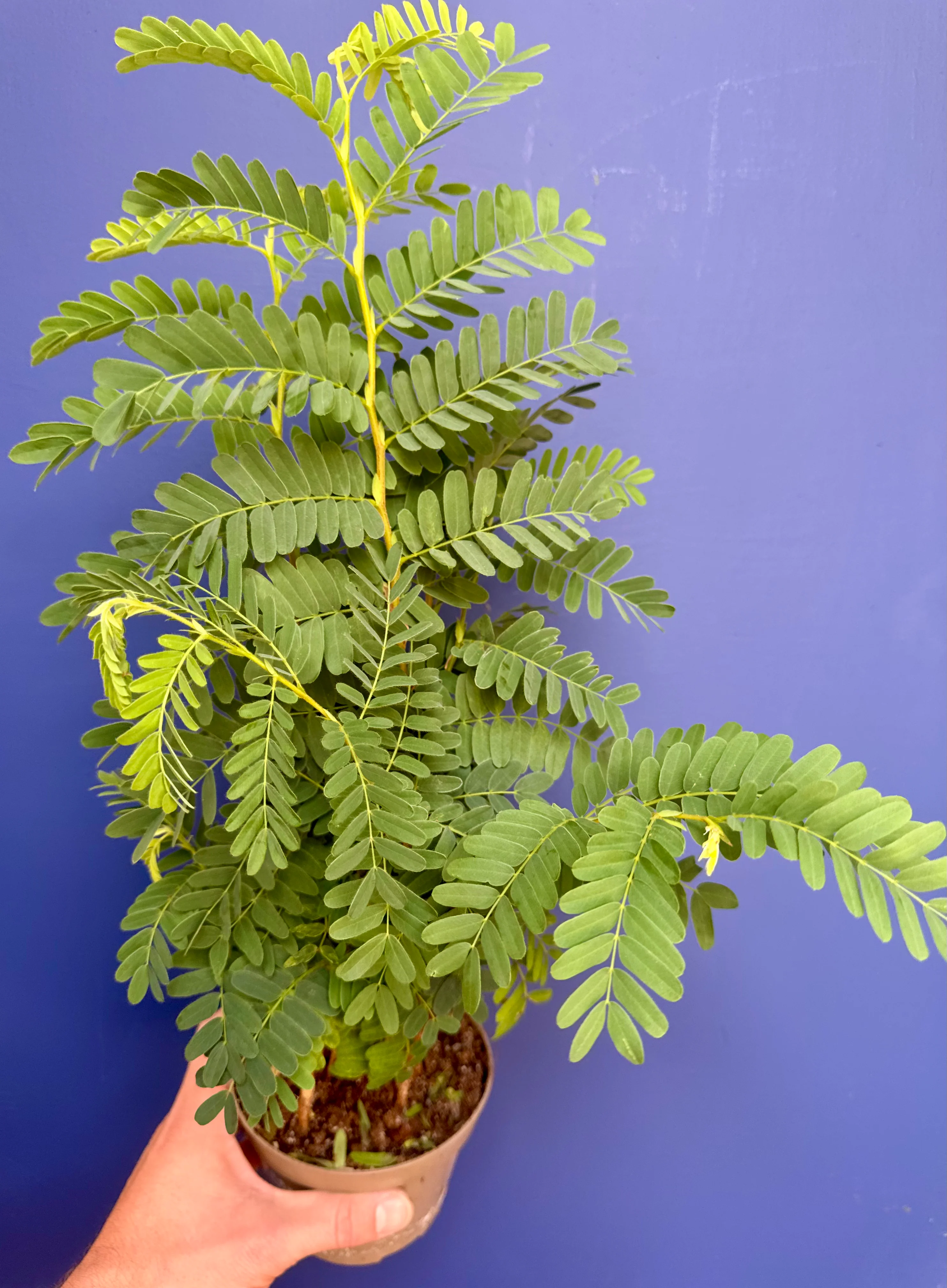 Tamarindus Indica - Tamarind Tree