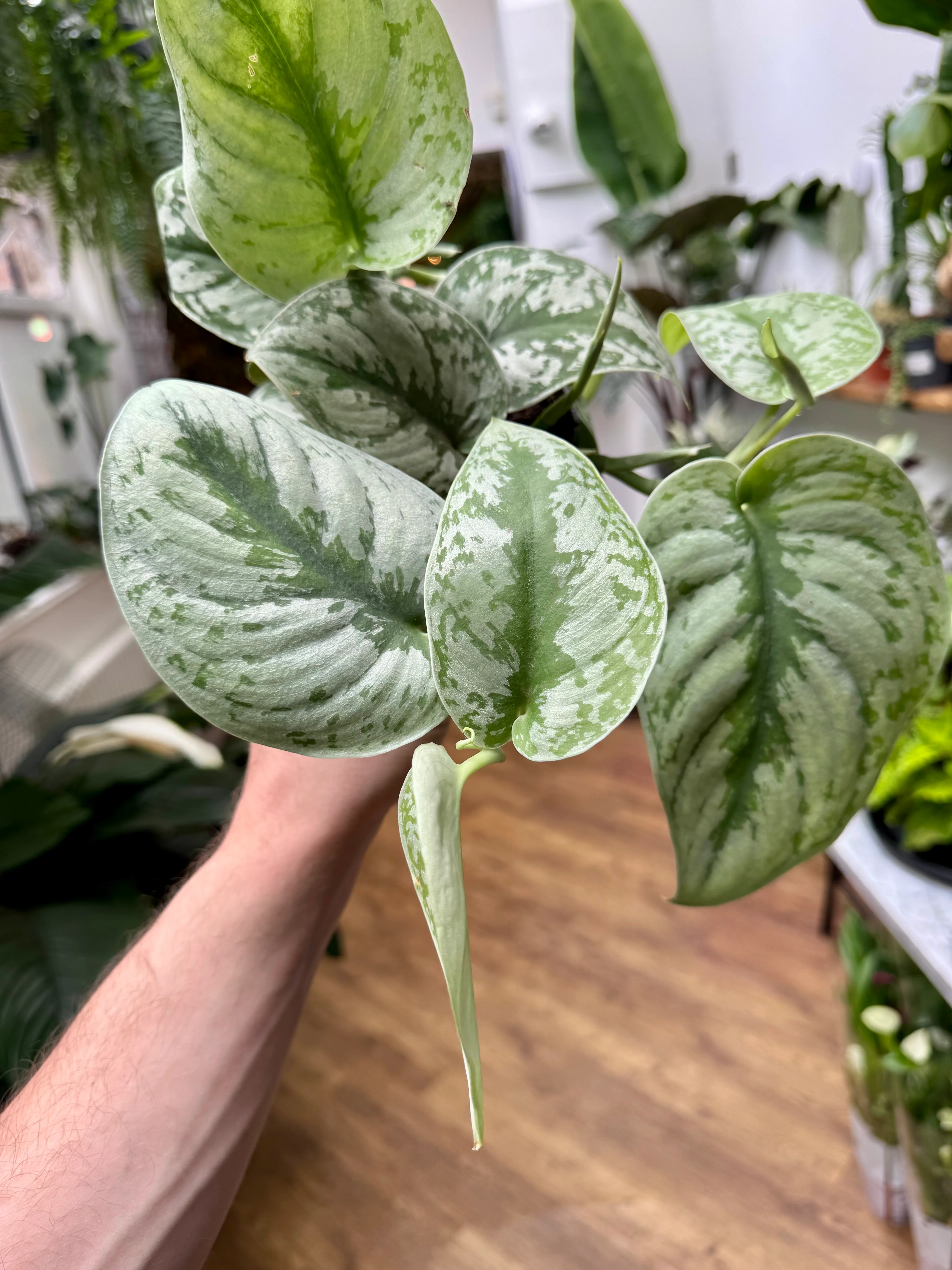 Scindapsus Pictus Trebie - Satin/Silver Pothos