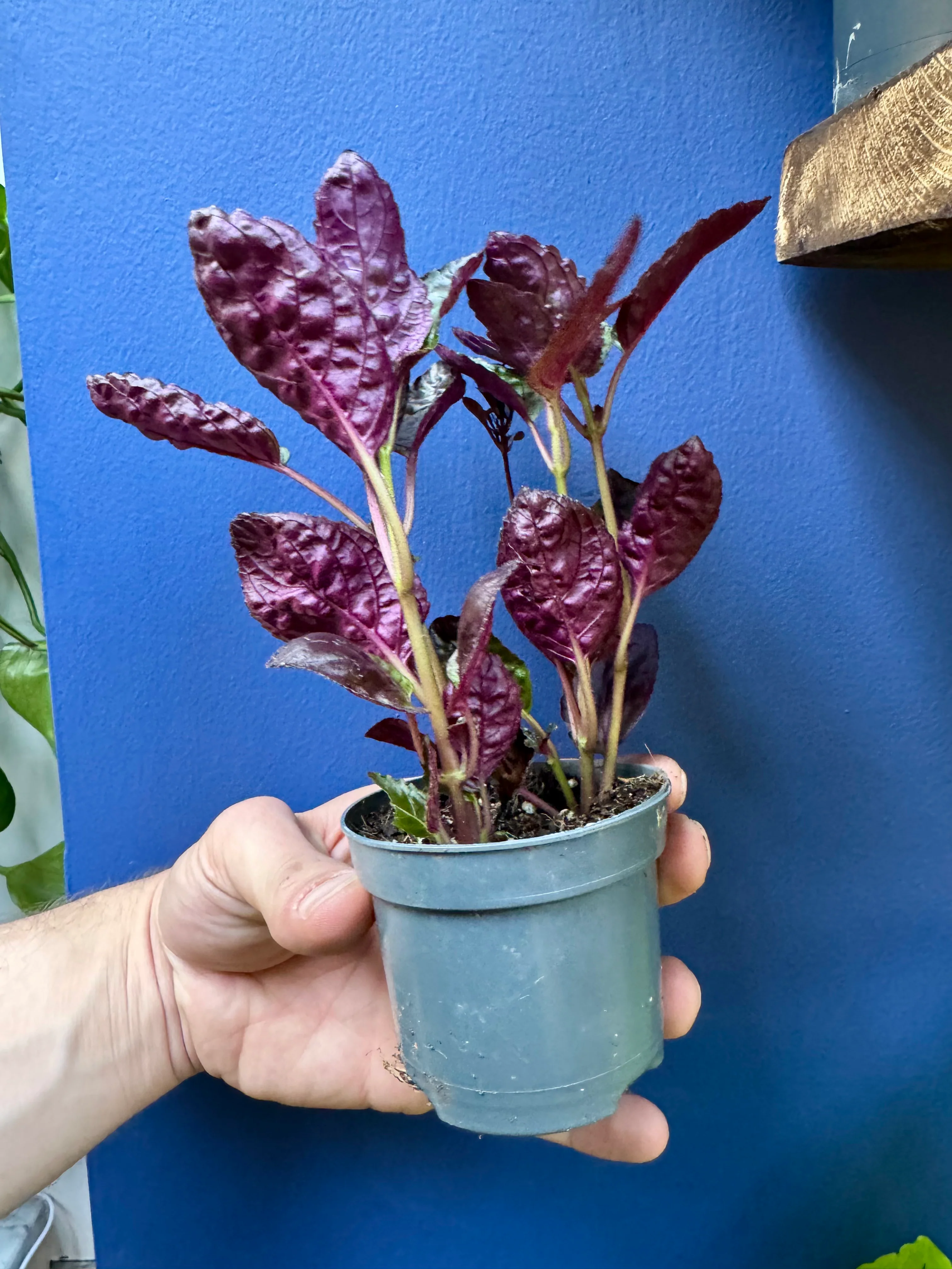 Hemigraphis - Crispy Red Flame