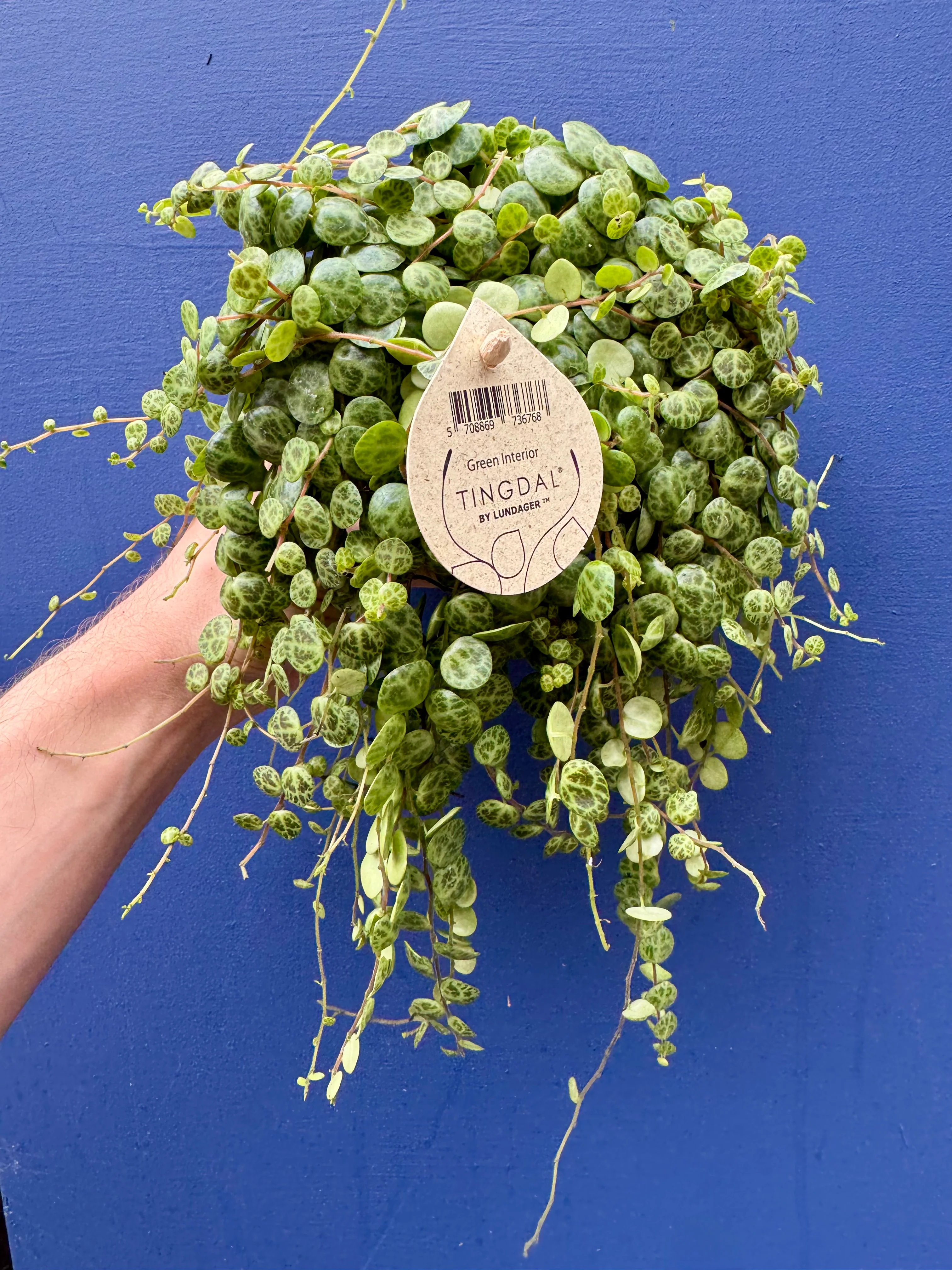 Peperomia Prostrata - String of Turtles