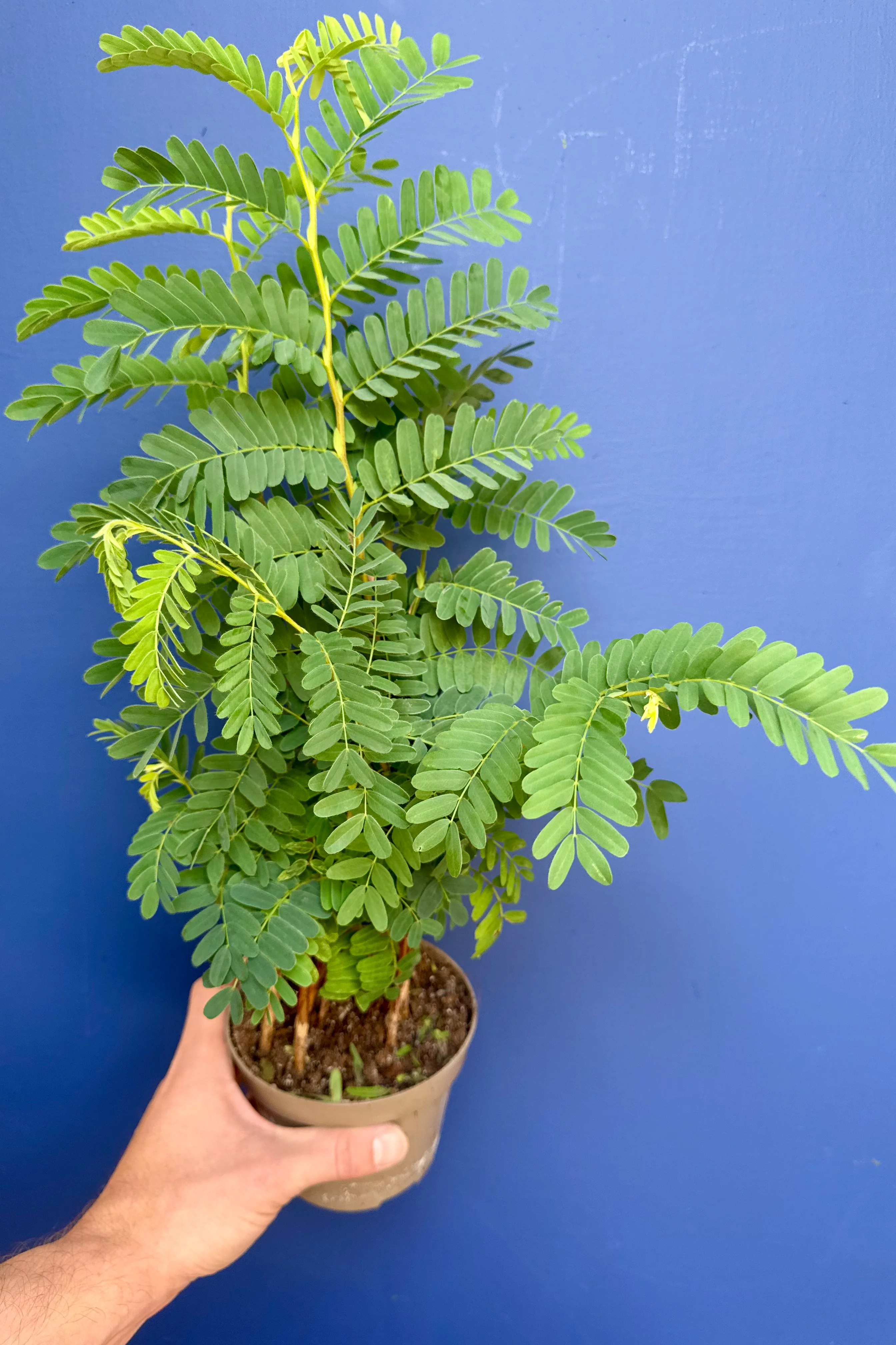 Tamarindus Indica - Tamarind Tree