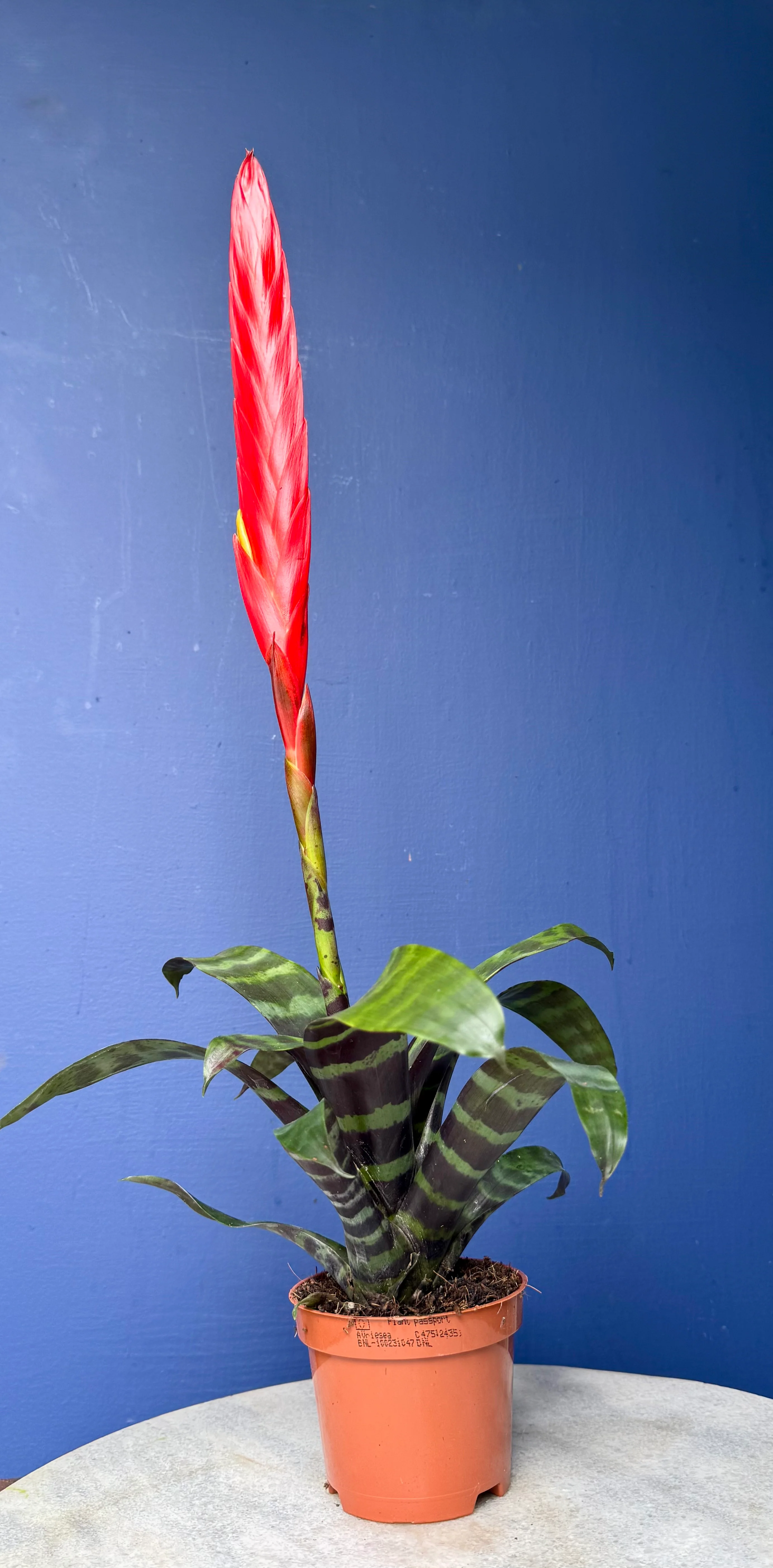 Vriesea Era - Bromeliad Flaming Sword