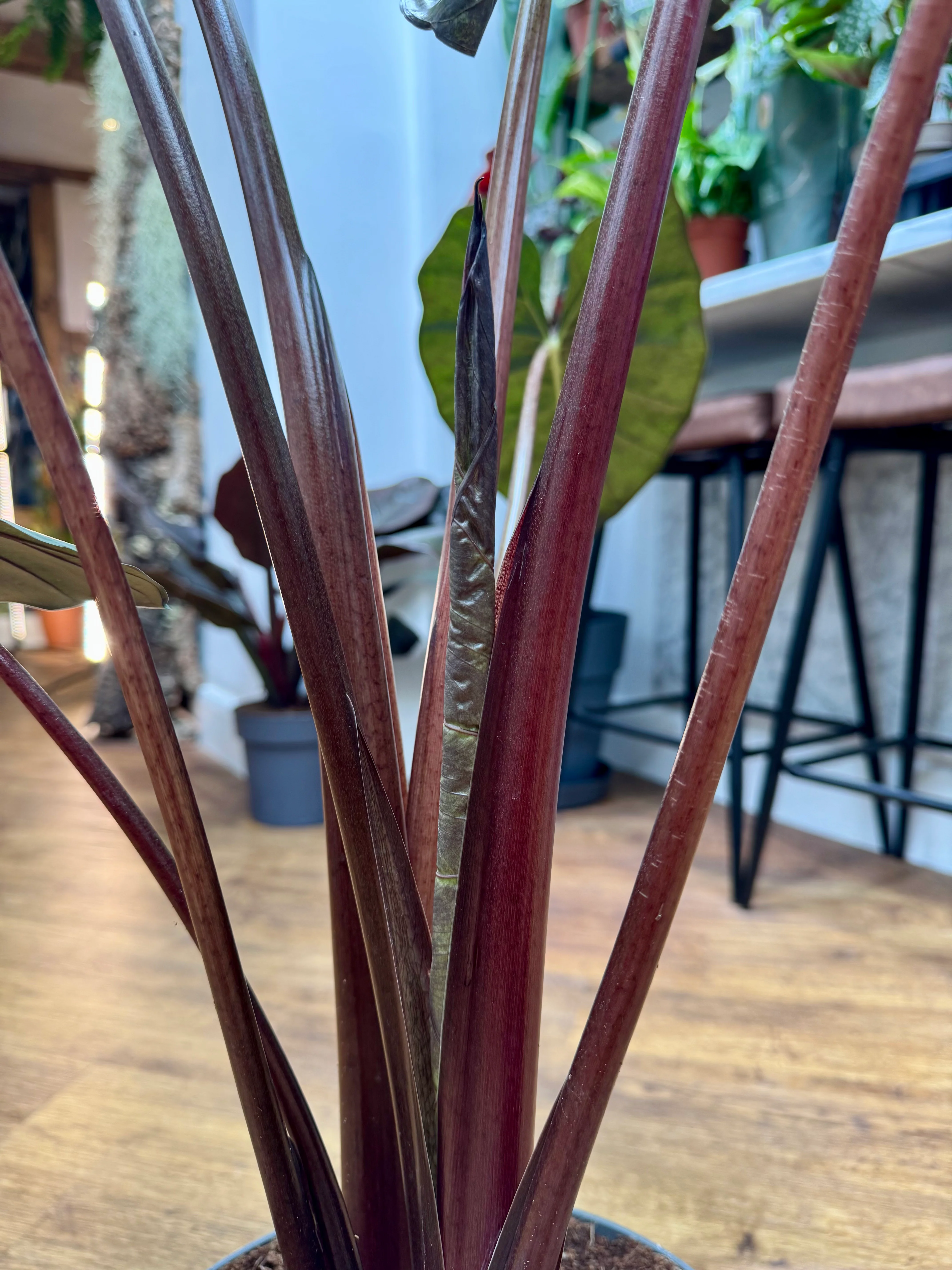 Alocasia Sarawakensis - Alocasia Yucatan Princess