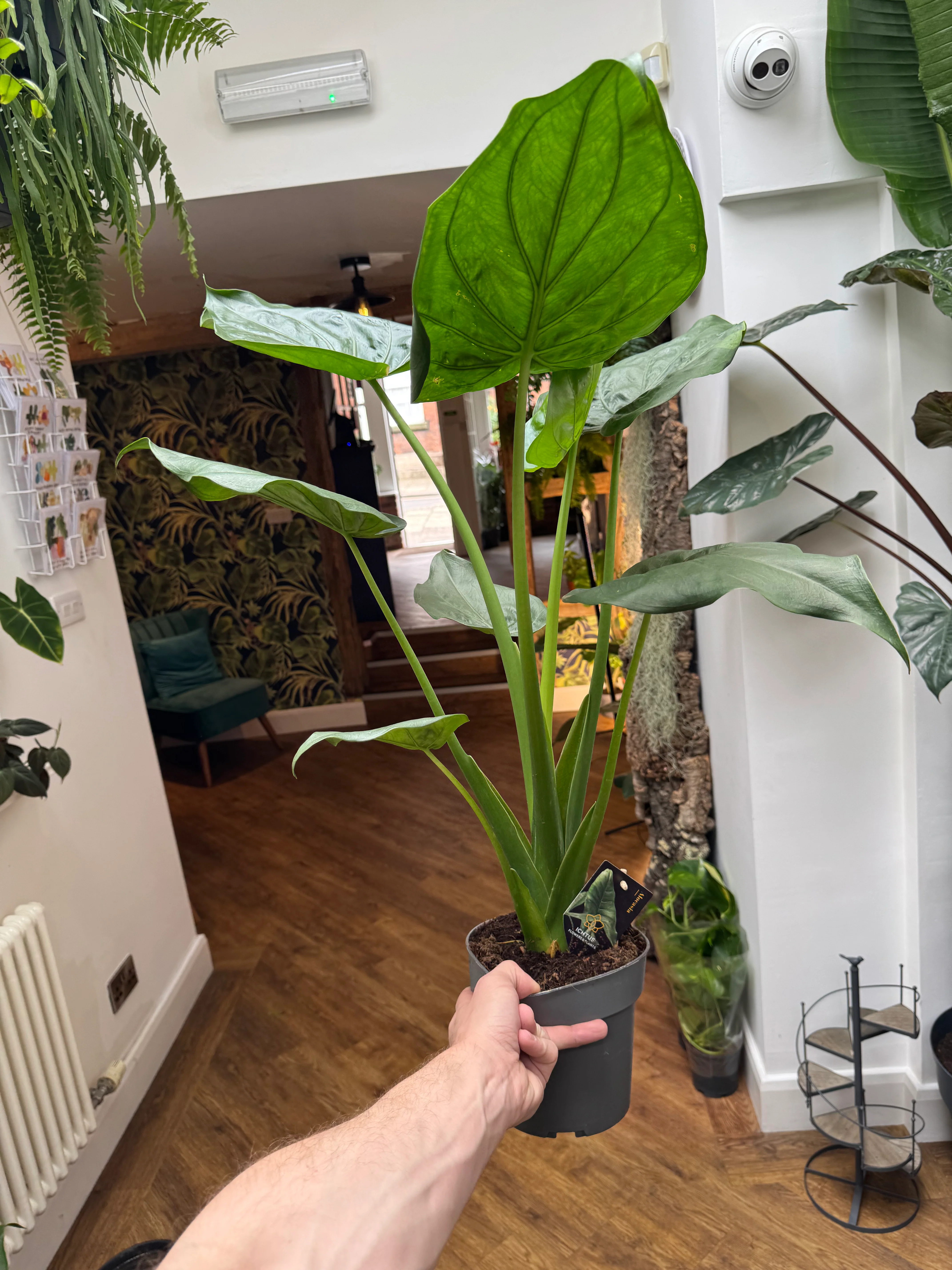 Alocasia Cucullata - Buddha's Hand