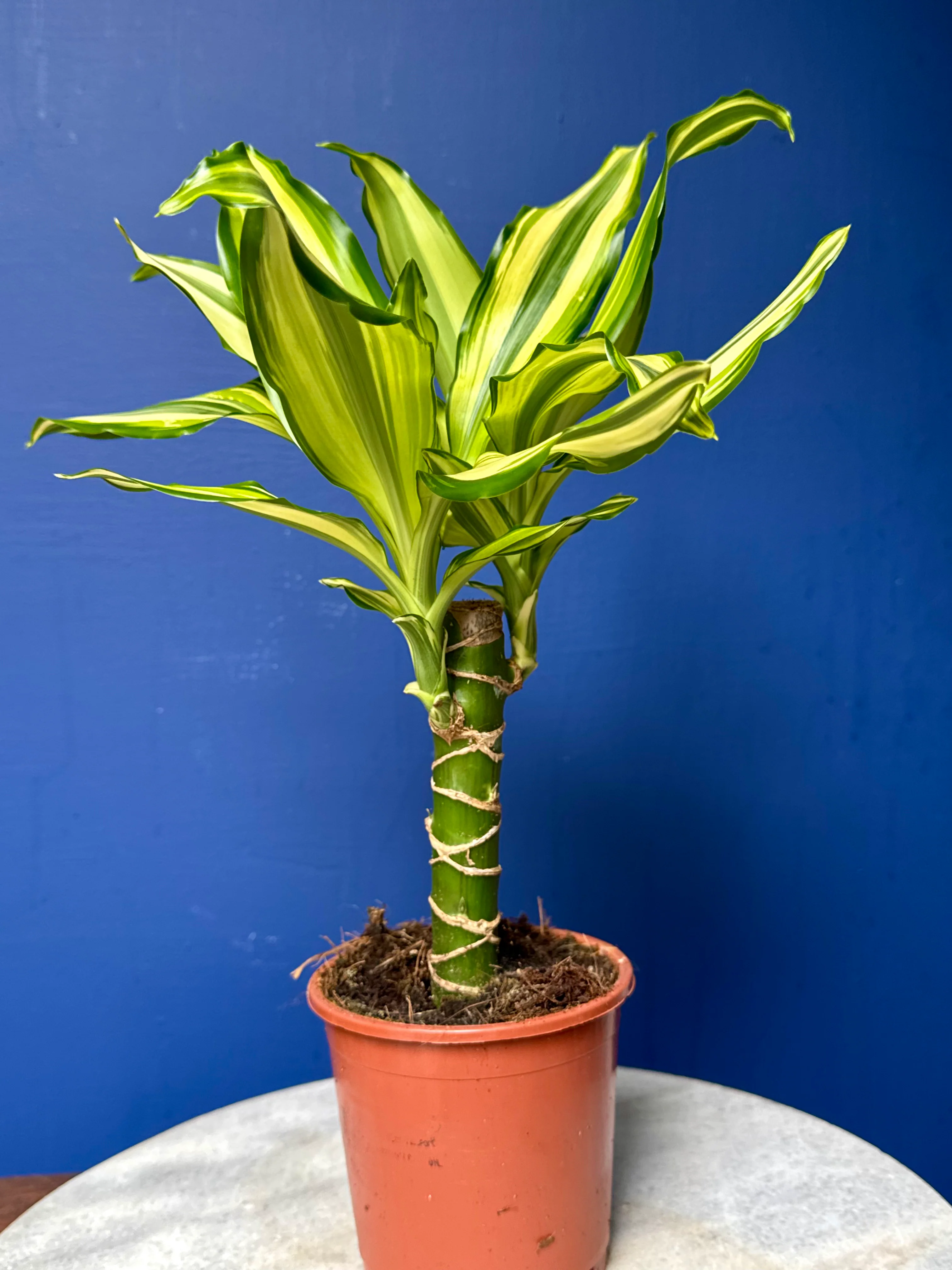 Dracaena Fragrans Yellow Coast - Corn Plant