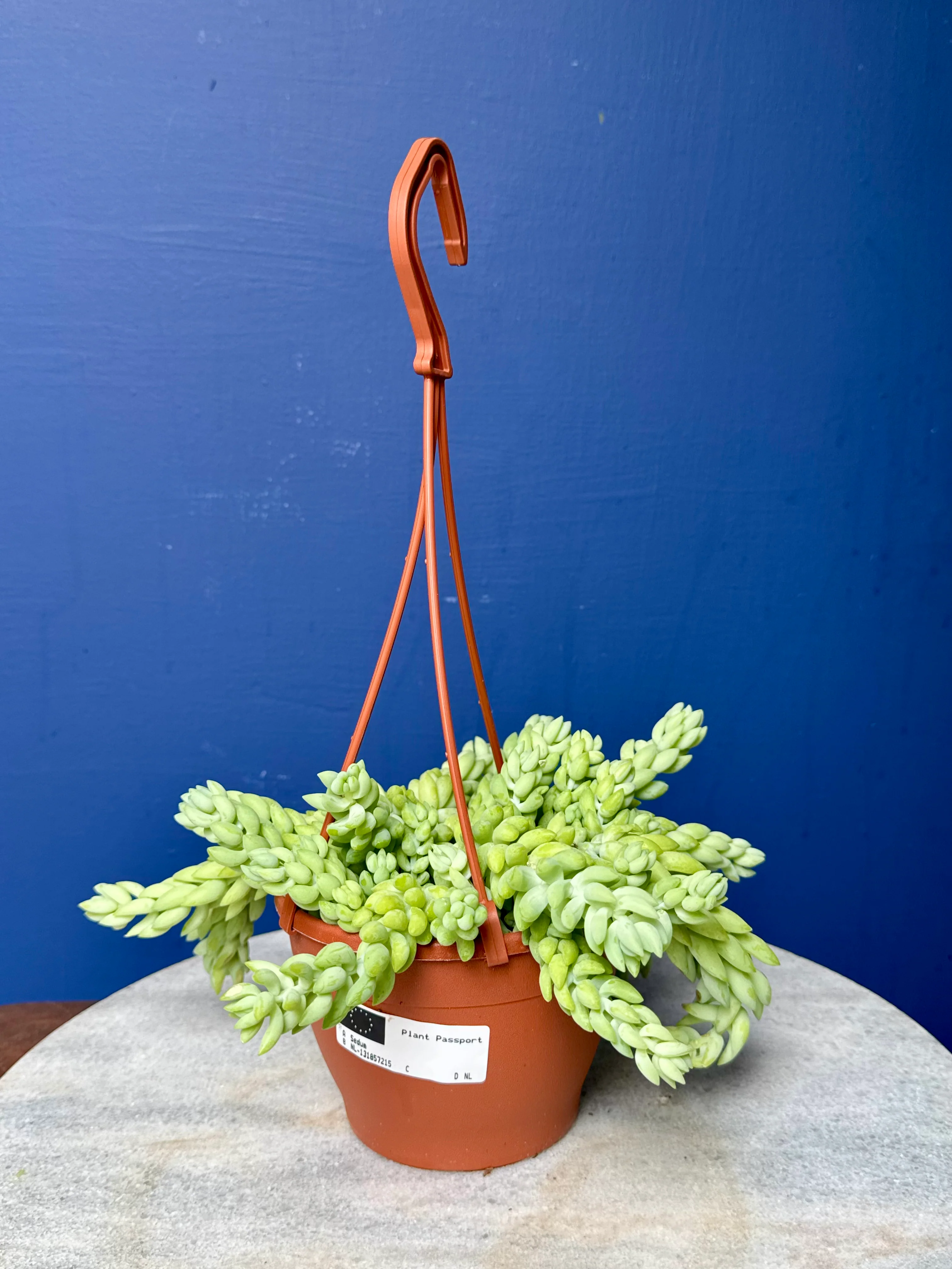 Sedum Morganianum - Burro's/Donkey's Tail