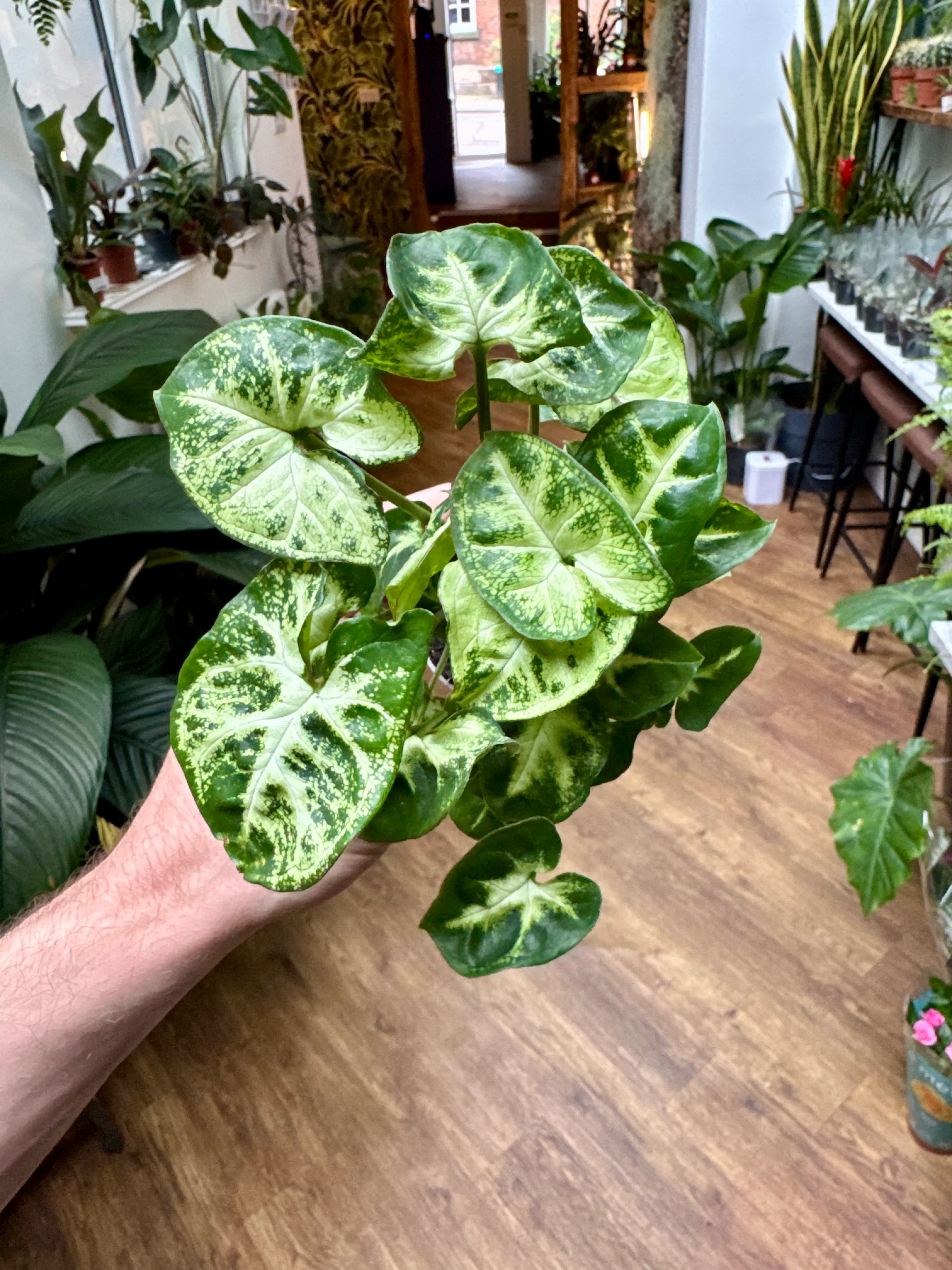Syngonium Podophyllum - Arrow Head Vine