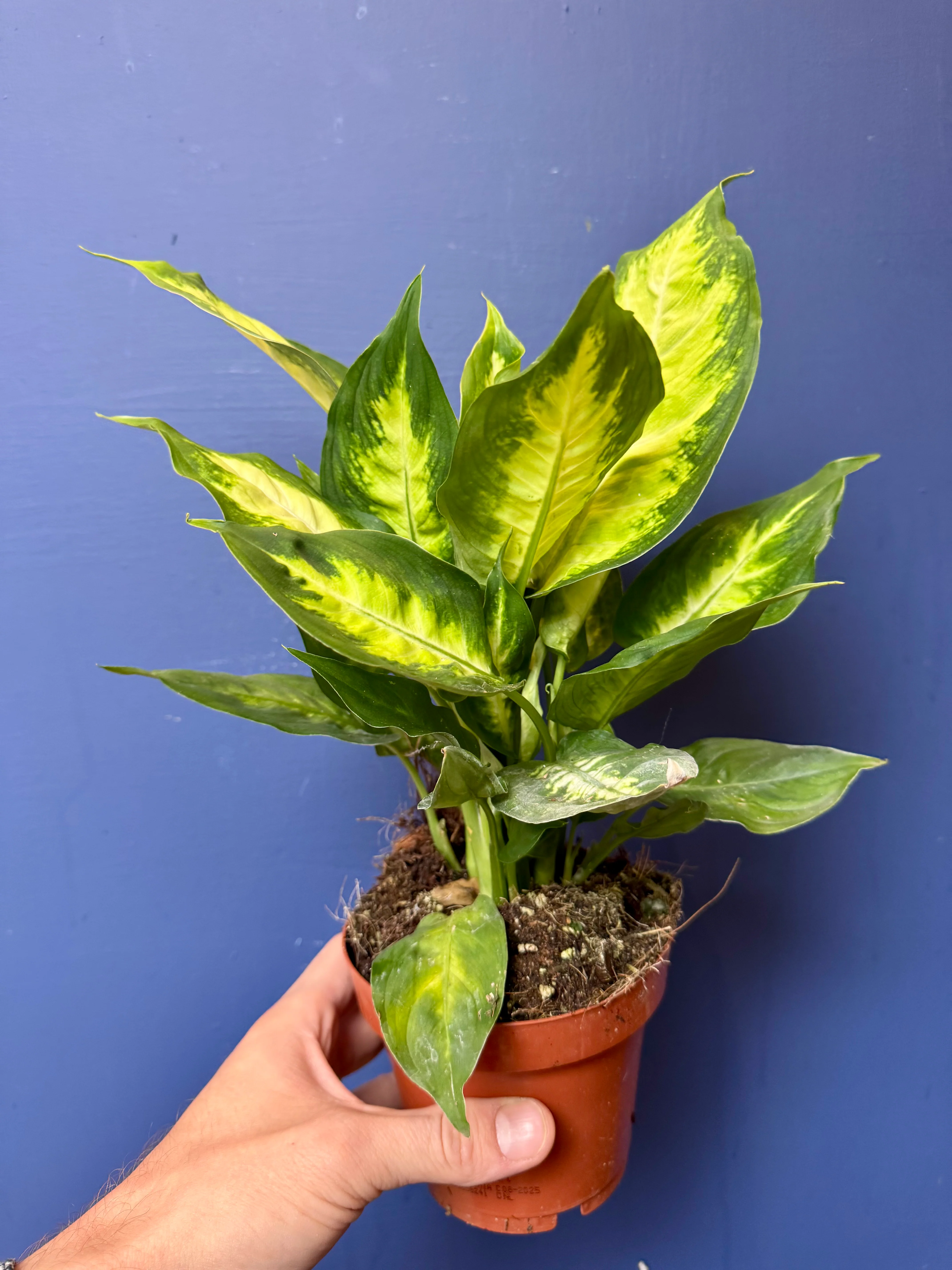 Dieffenbachia Camilla - Dumb Cane Plant