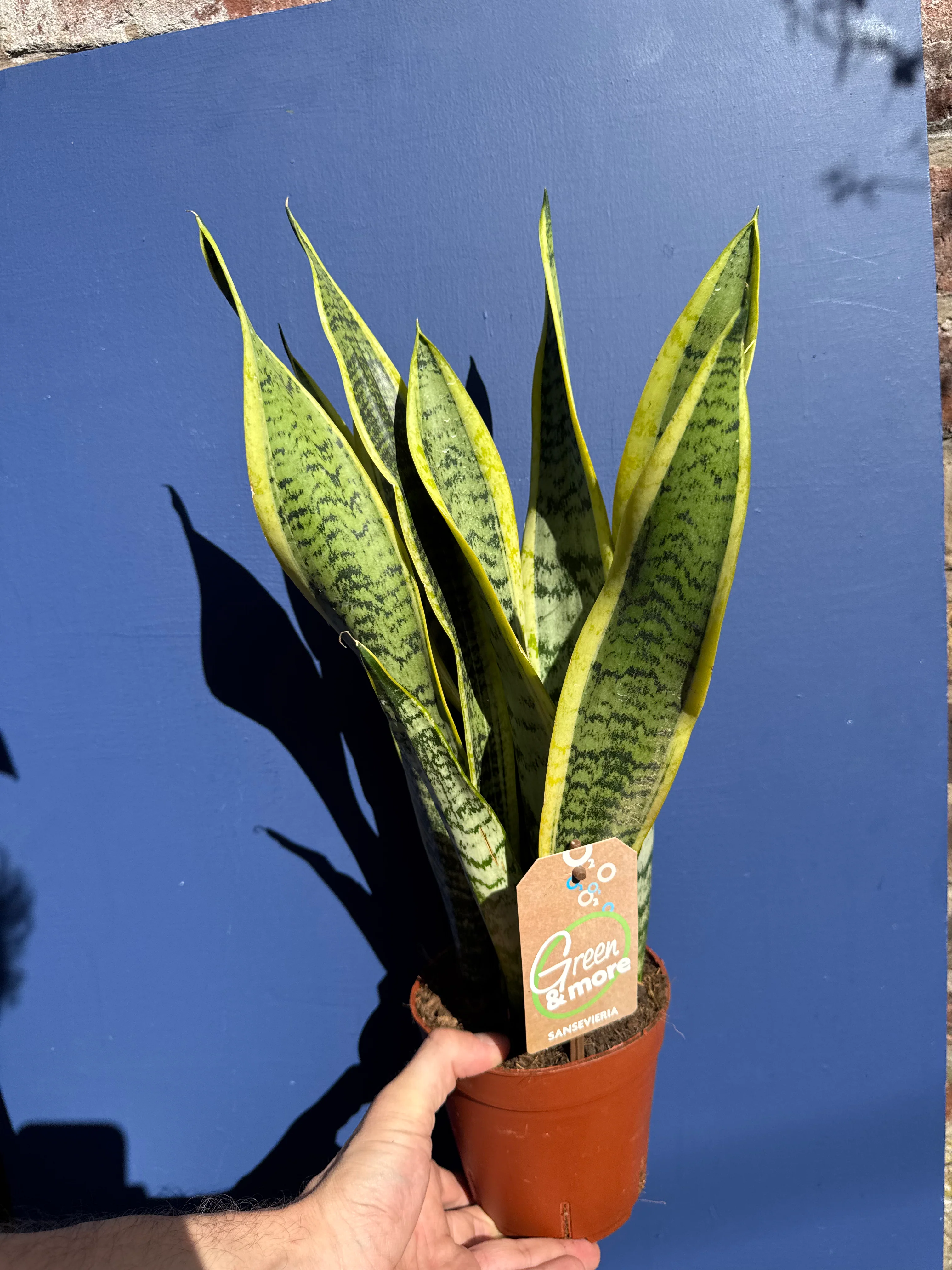 Sansevieria Laurentii - Dracaena Trifasciata- Snake Plant