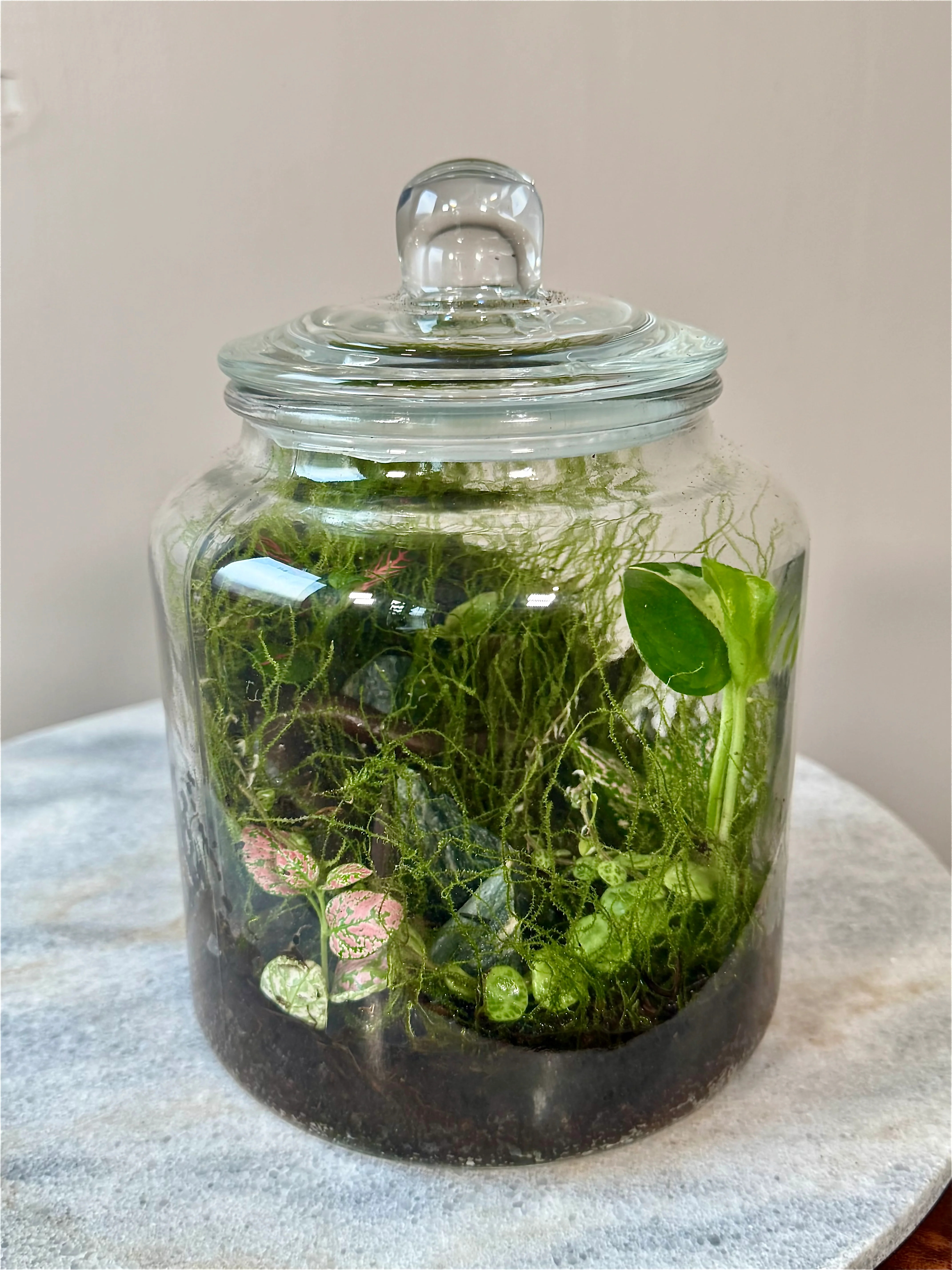 Cookie Jar Style Terrarium