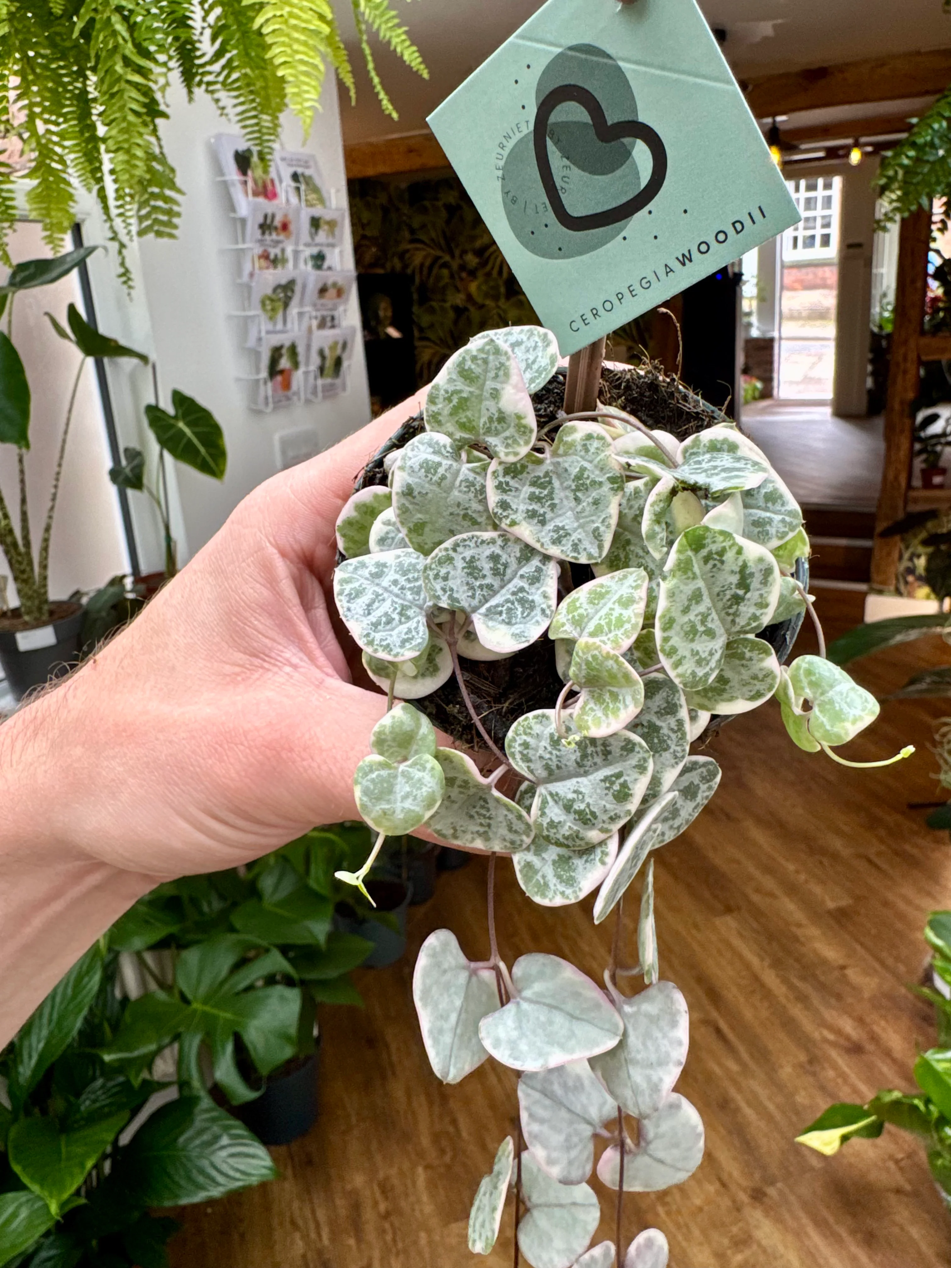 Ceropegia Woodii Variegata - Variegated String of Hearts