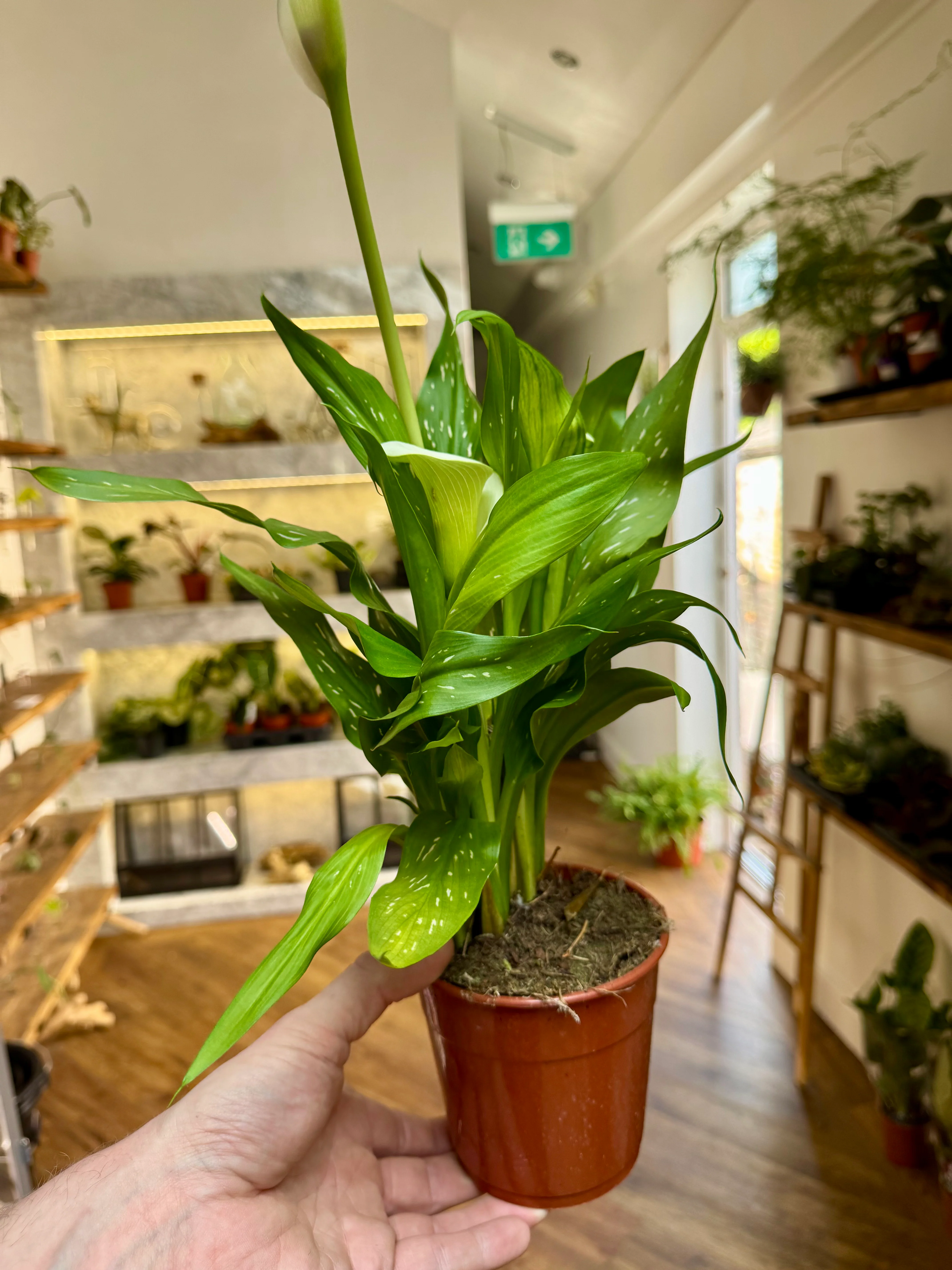 Zantedeschia - Calla Lily