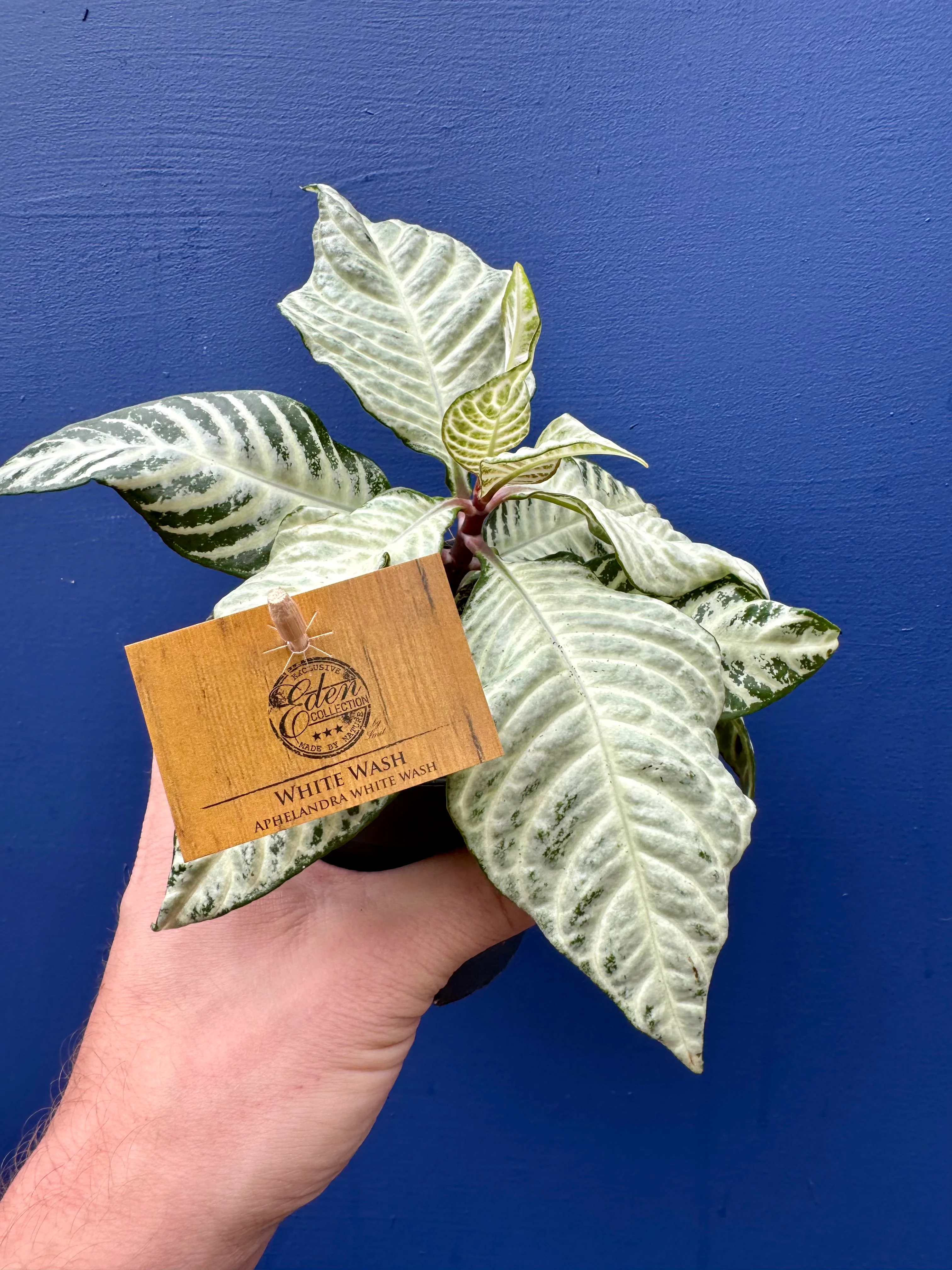 Aphelandra Squarrosa White Wash - Zebra Plant