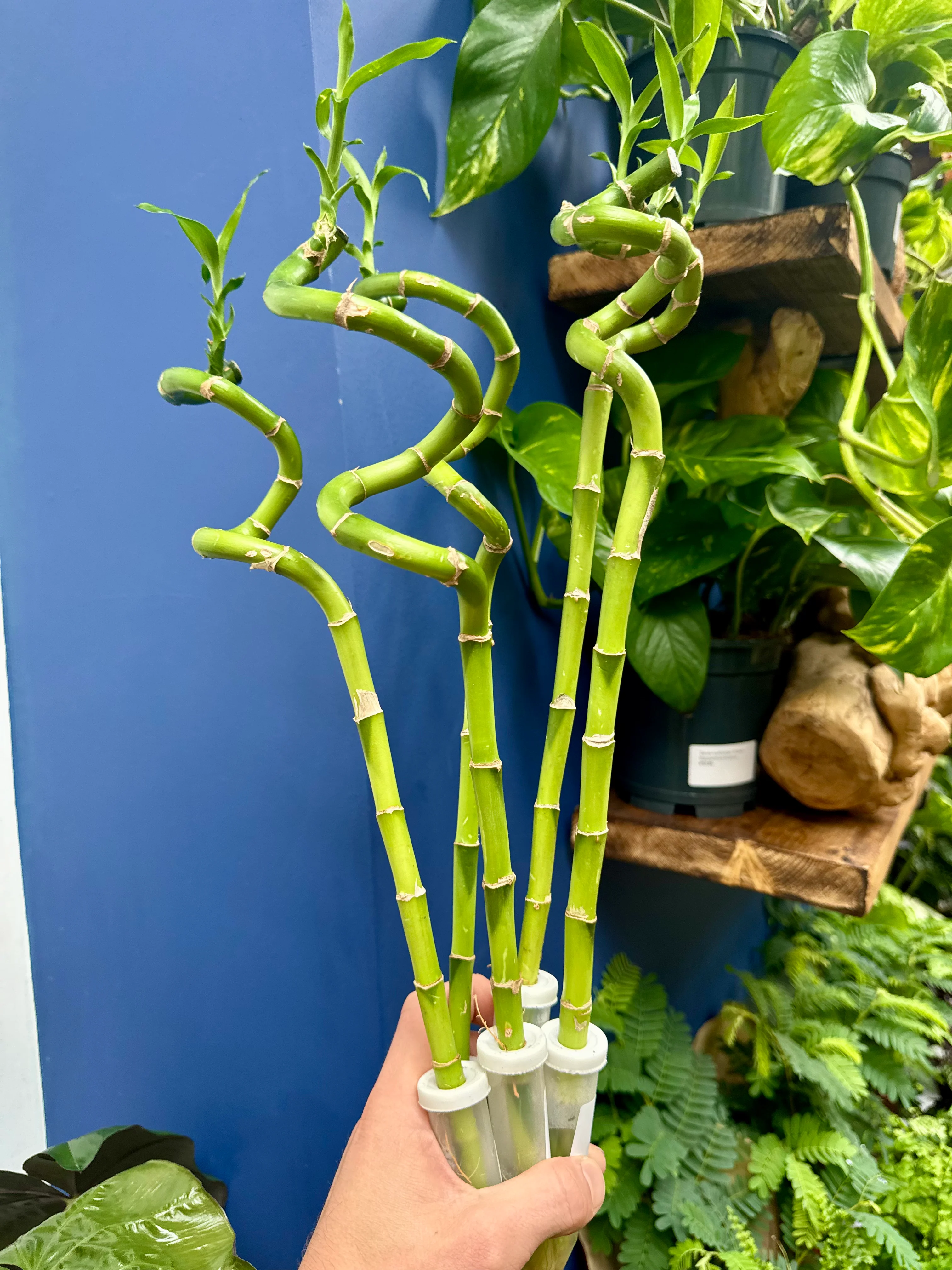 Dracaena Sanderiana - Lucky Bamboo