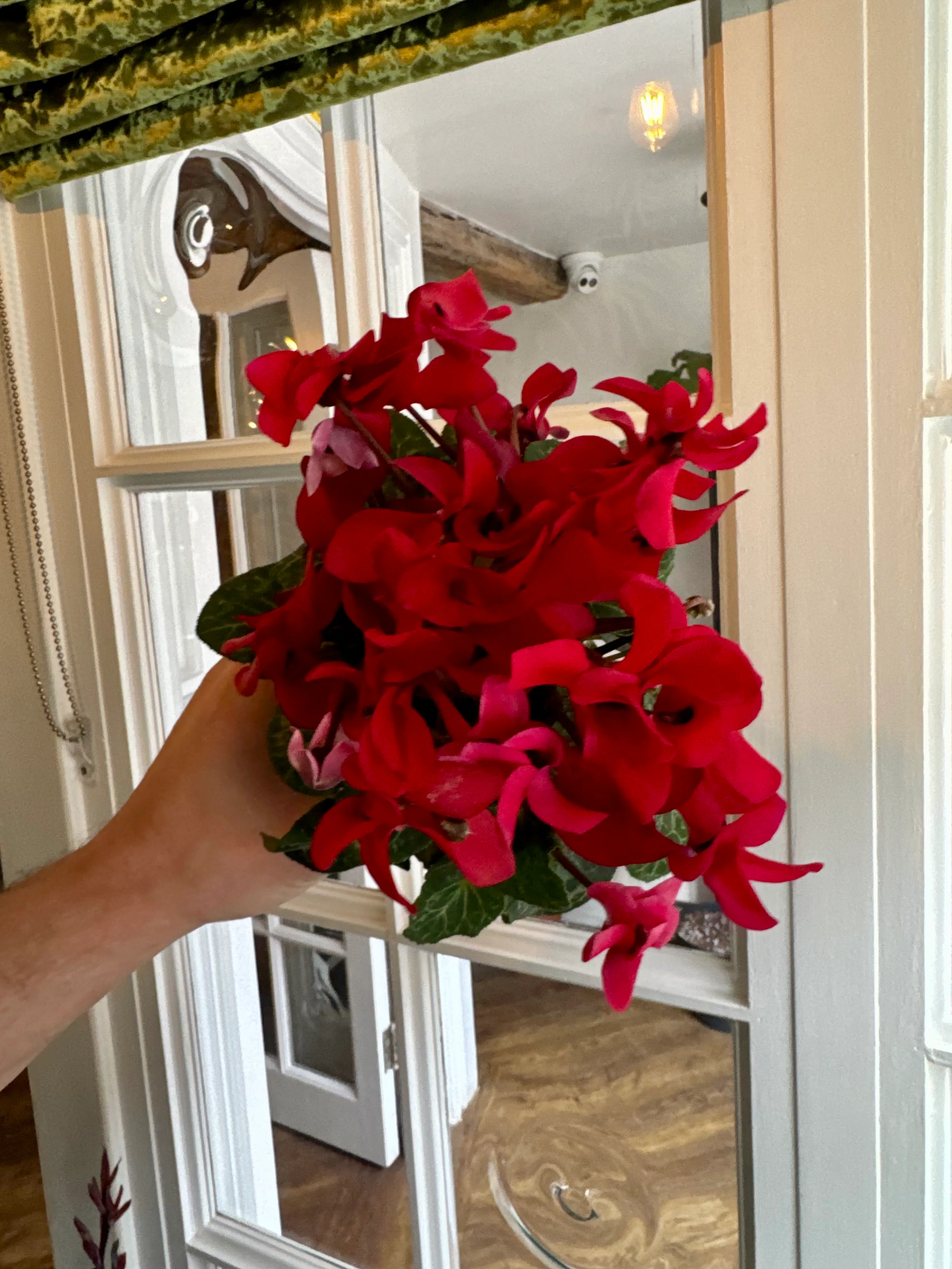Cyclamen Compacta - Sowbread