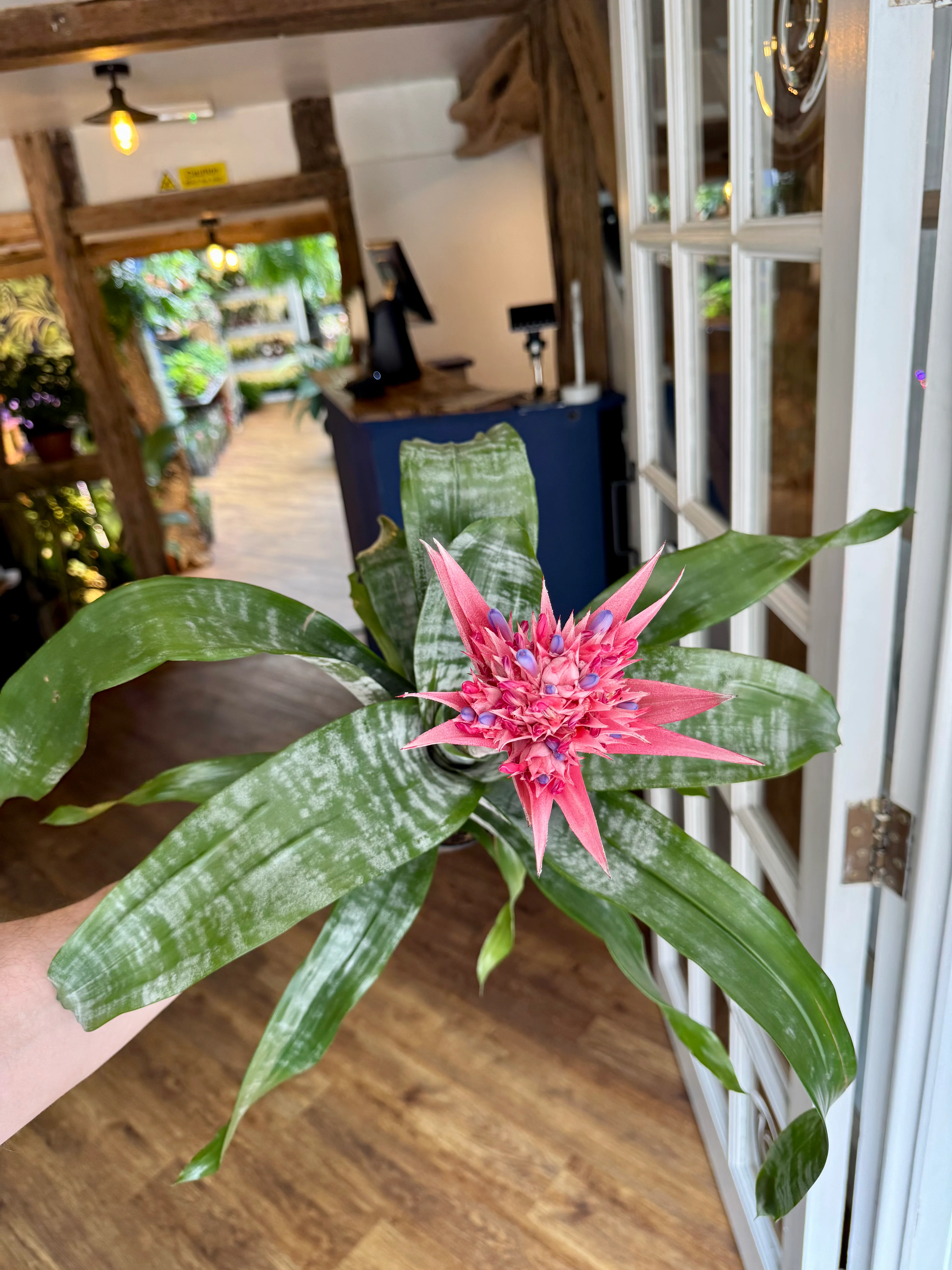 Aechmea Primera - Urn Plant
