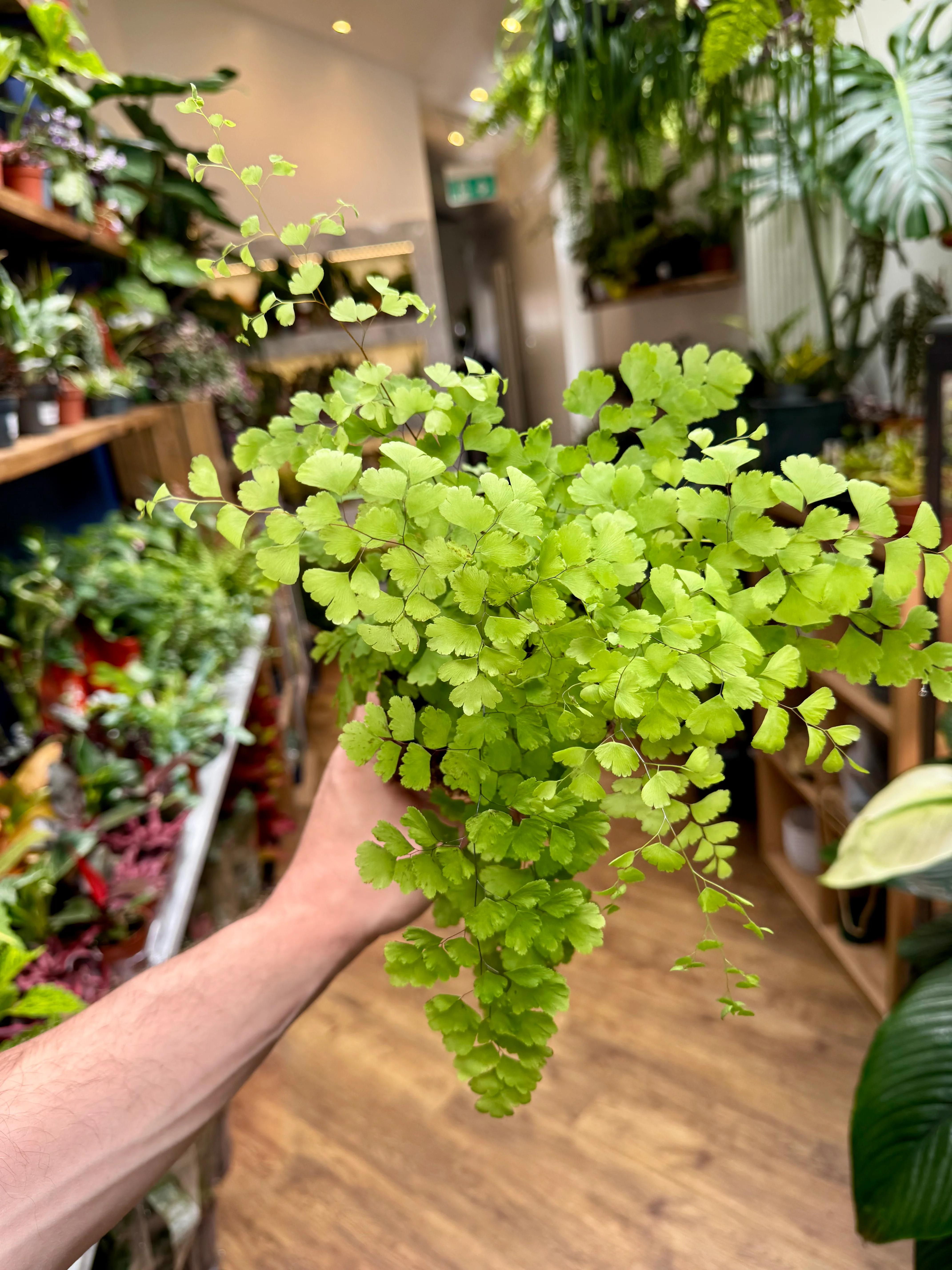 Adiantum Fragrans - Maidenhair Fern