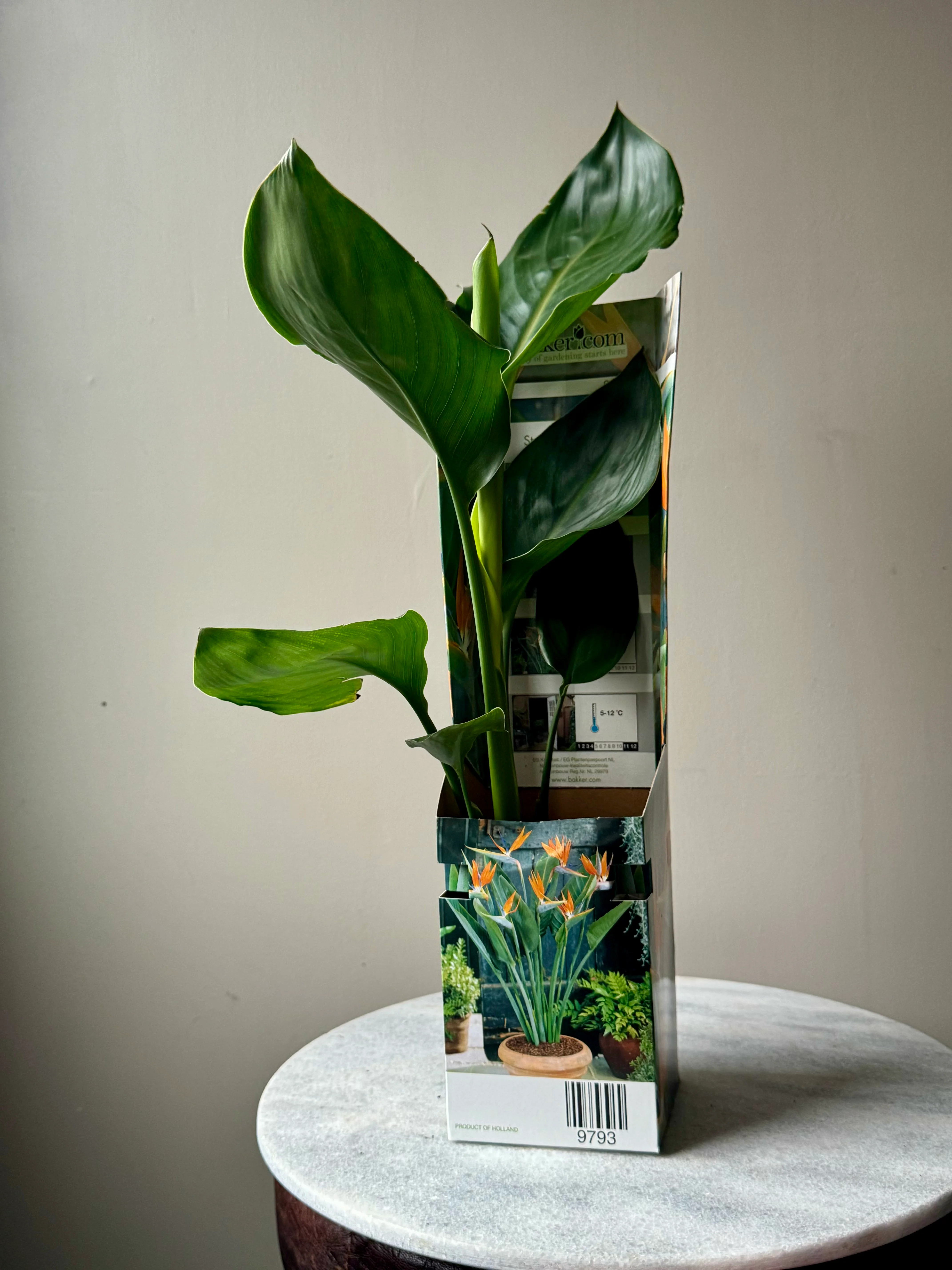 Strelitzia Reginae - Orange Bird of Paradise