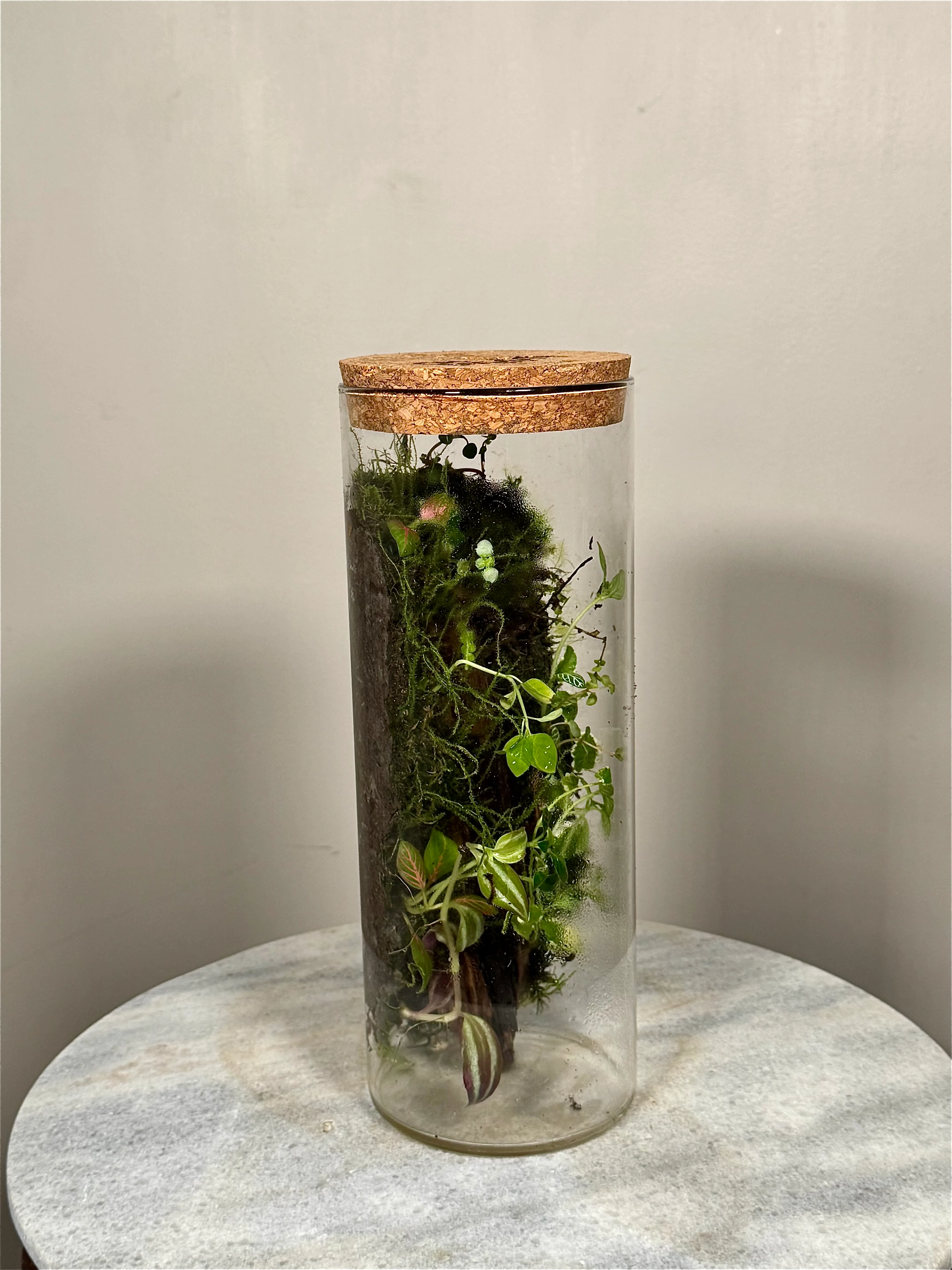 Tall Cork Lid Planted Moss Terrarium