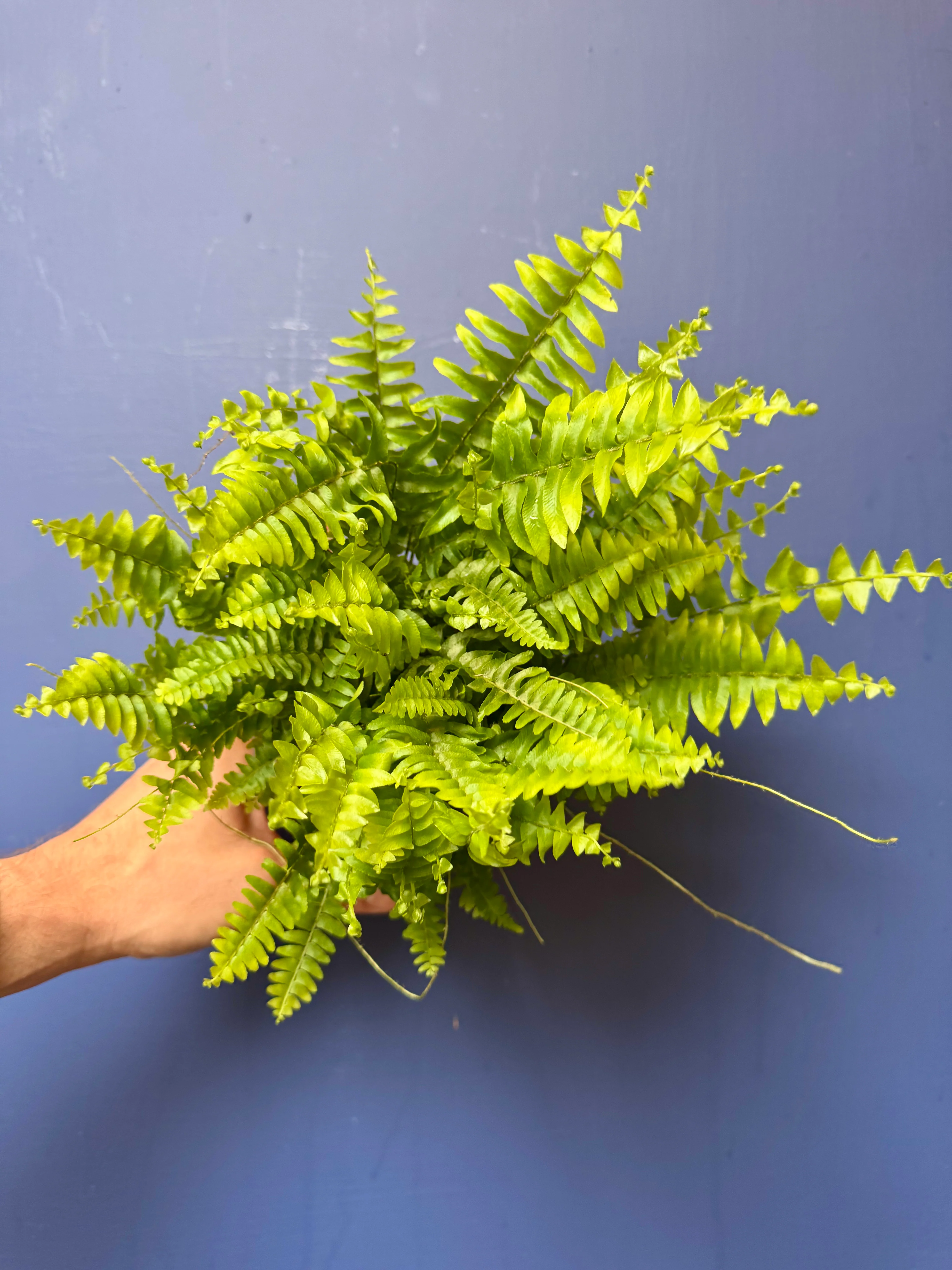 Nephrolepis Exaltata - Boston Fern